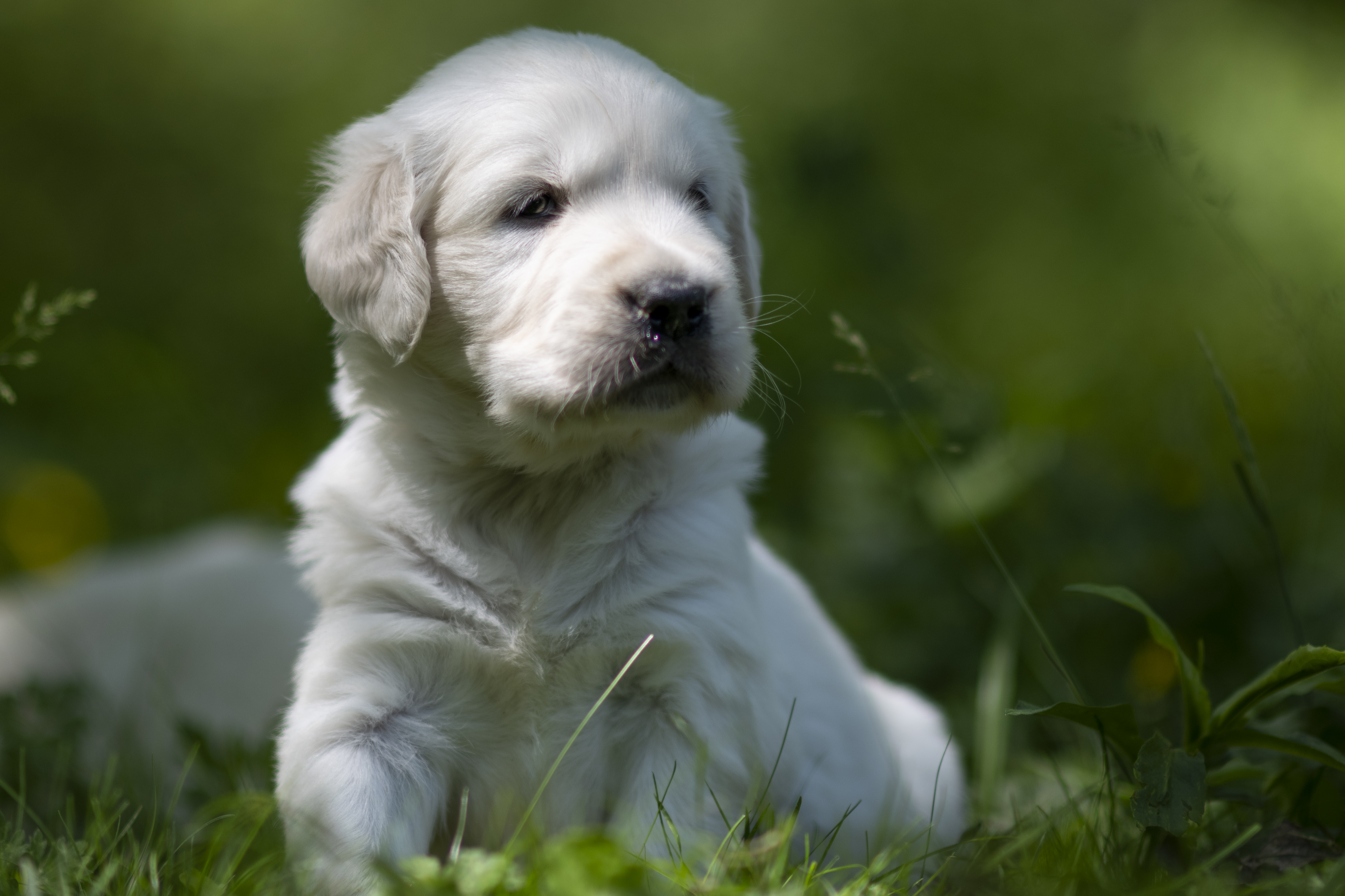 Puppies — JoJo Pups079