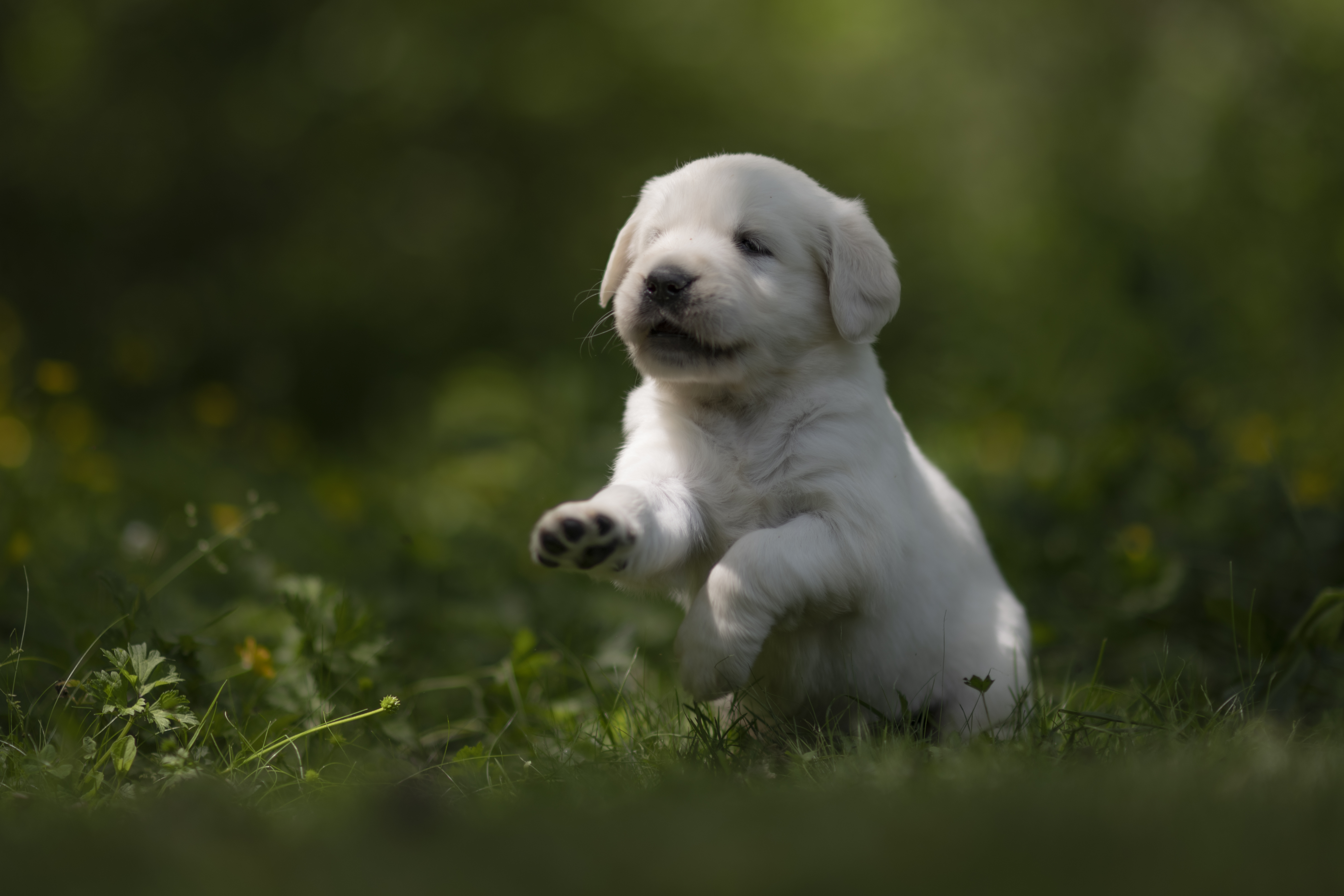 Puppies — JoJo Pups317