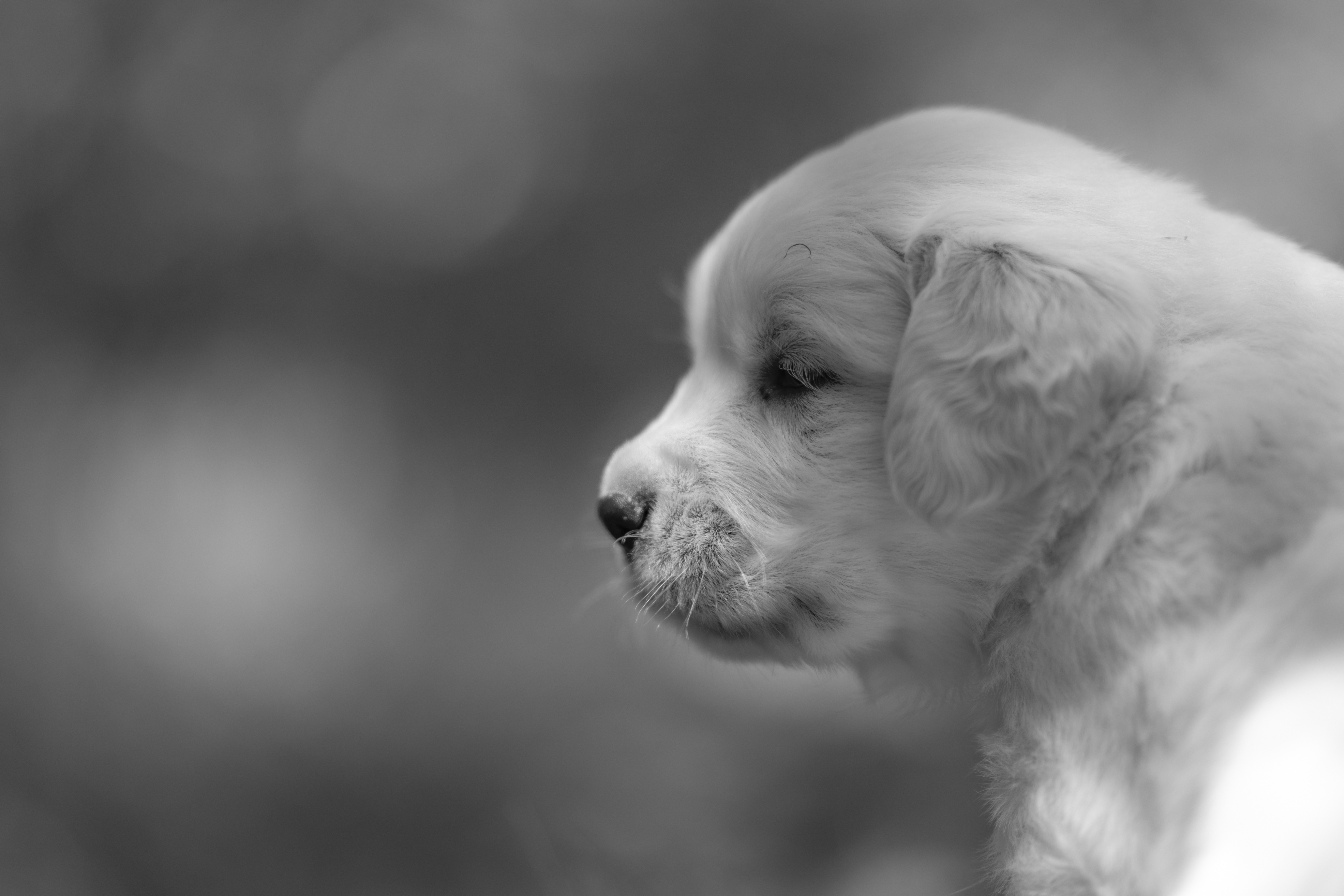 Puppies — JoJo Pups338