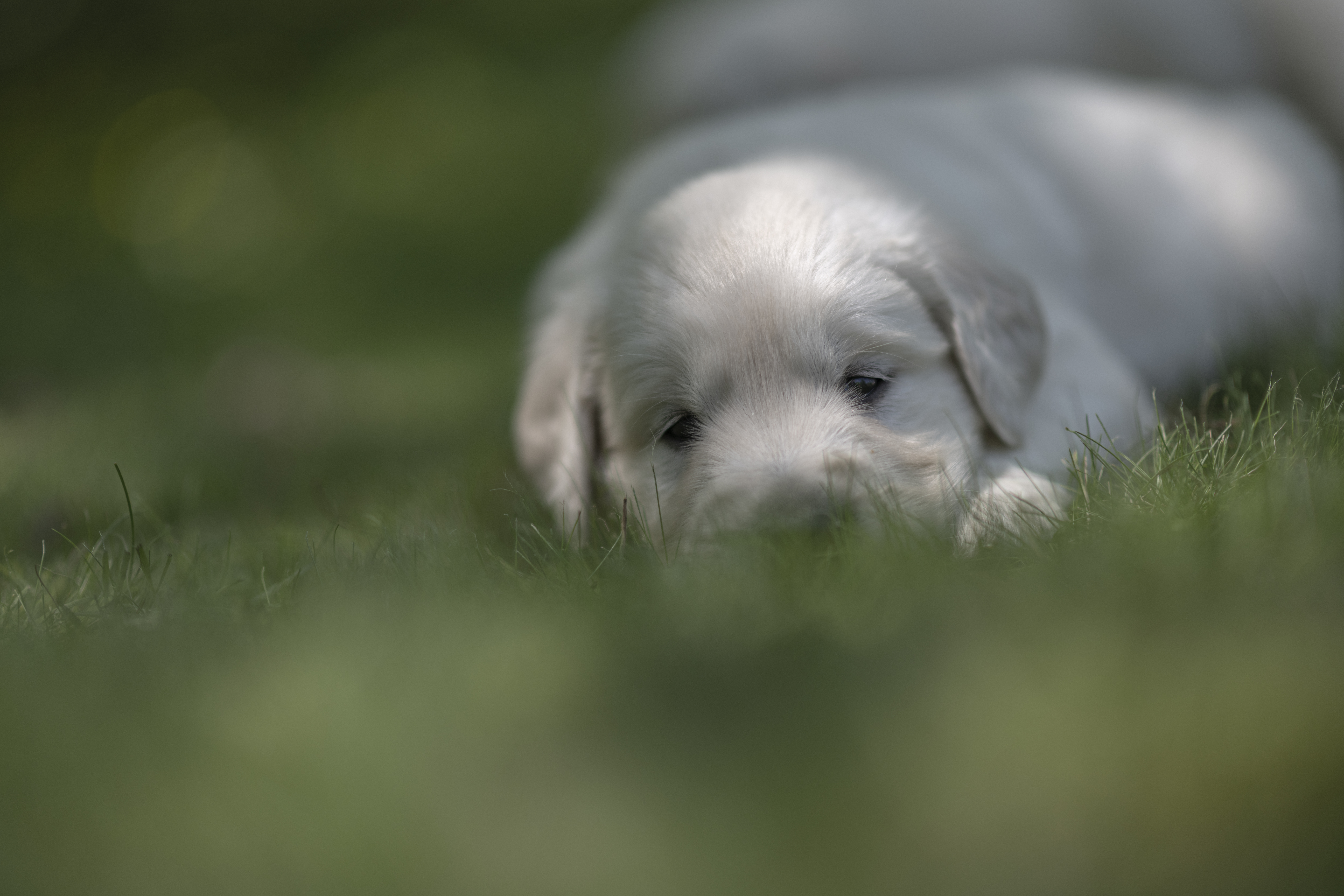 Puppies — JoJo Pups431