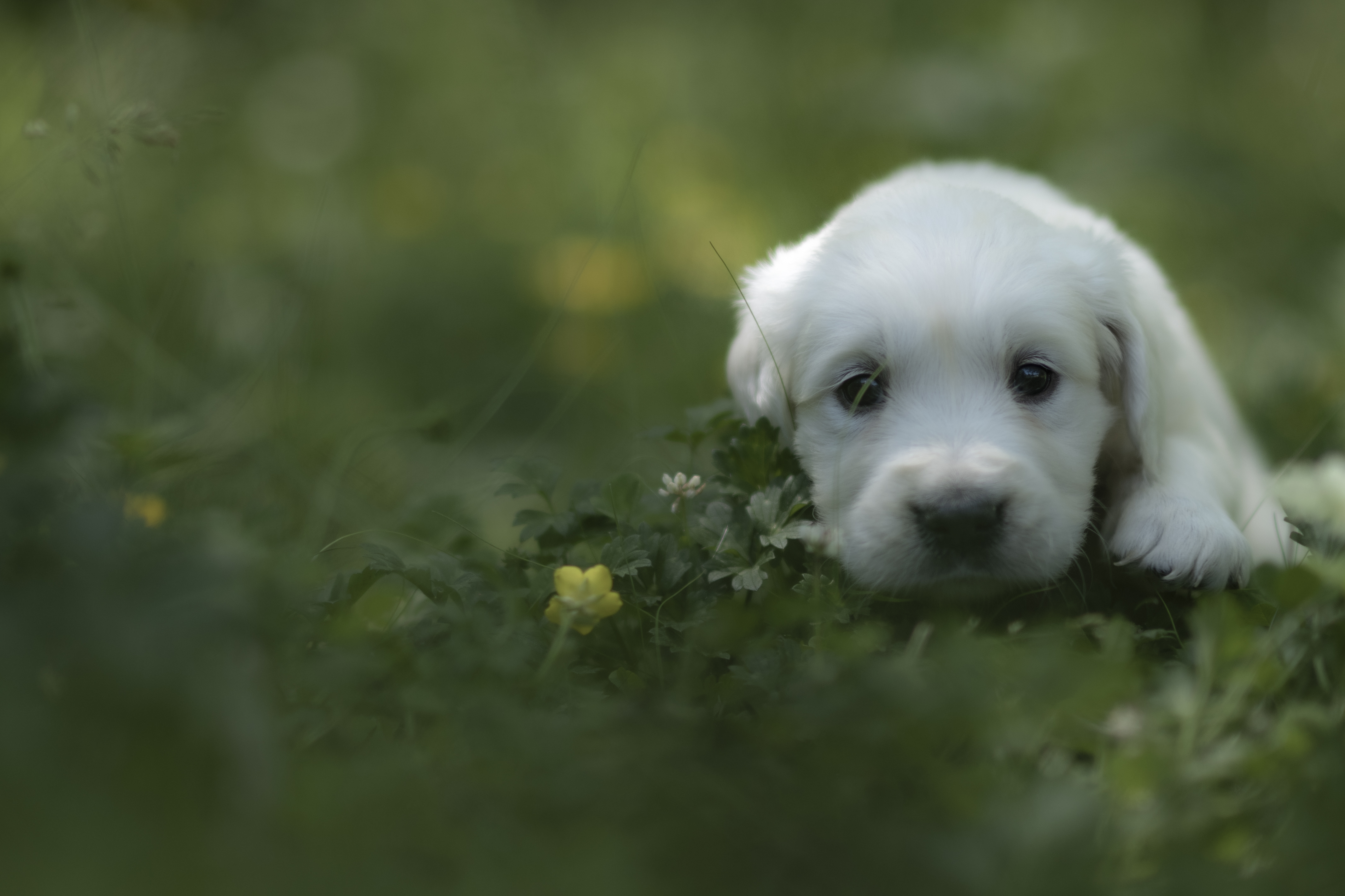 Puppies — Morgan Pups027