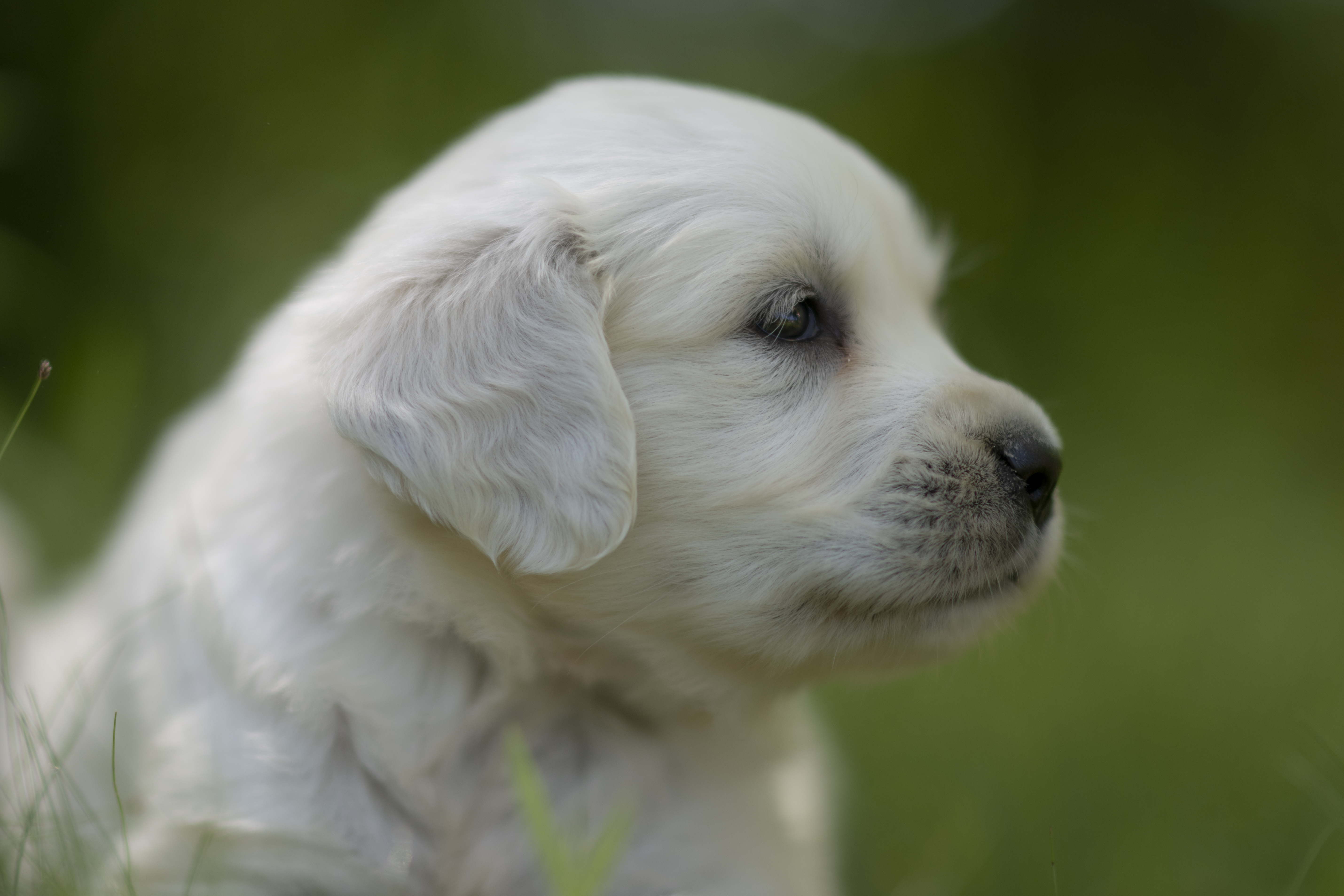 Puppies — Morgan Pups075