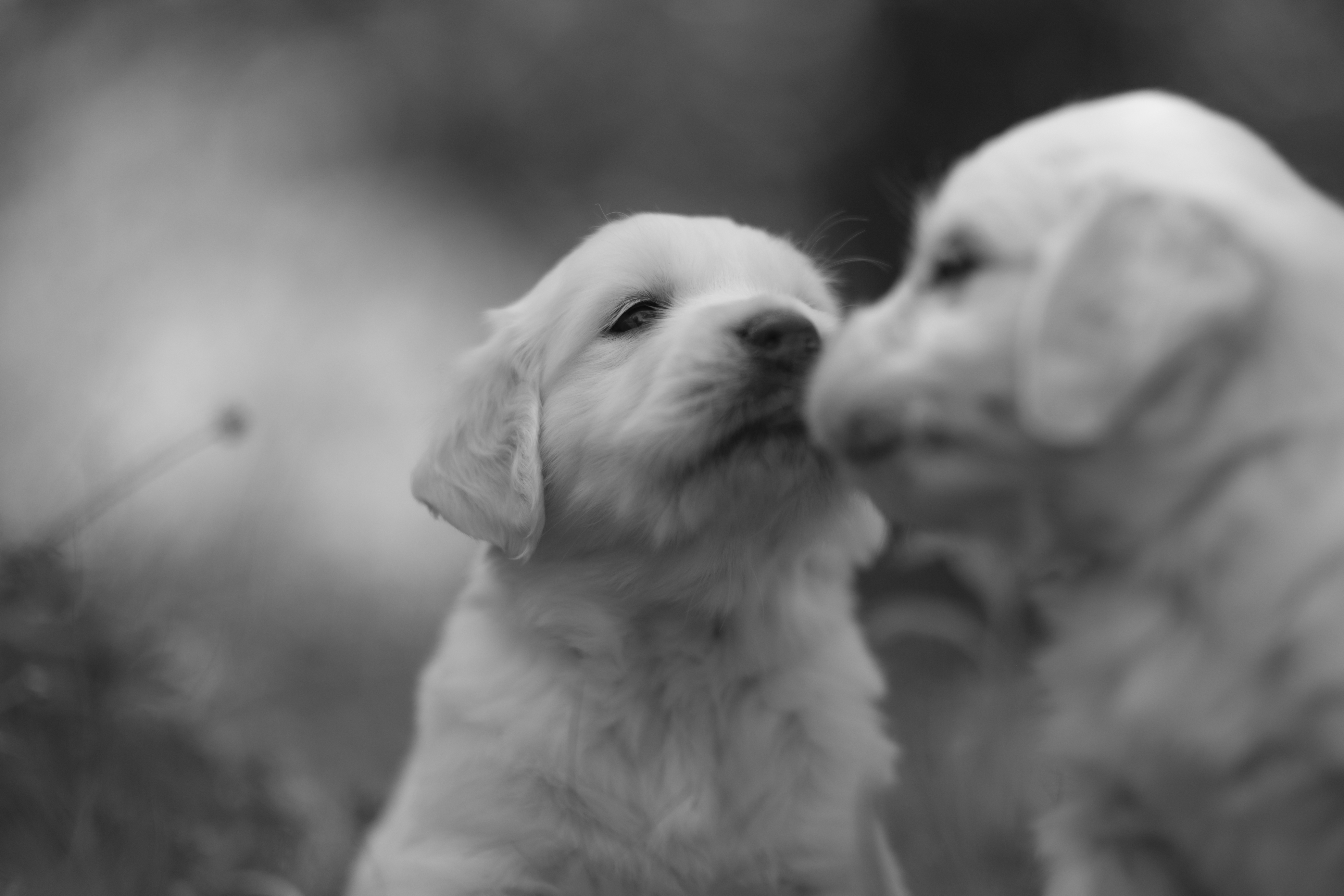 Puppies — Morgan Pups080