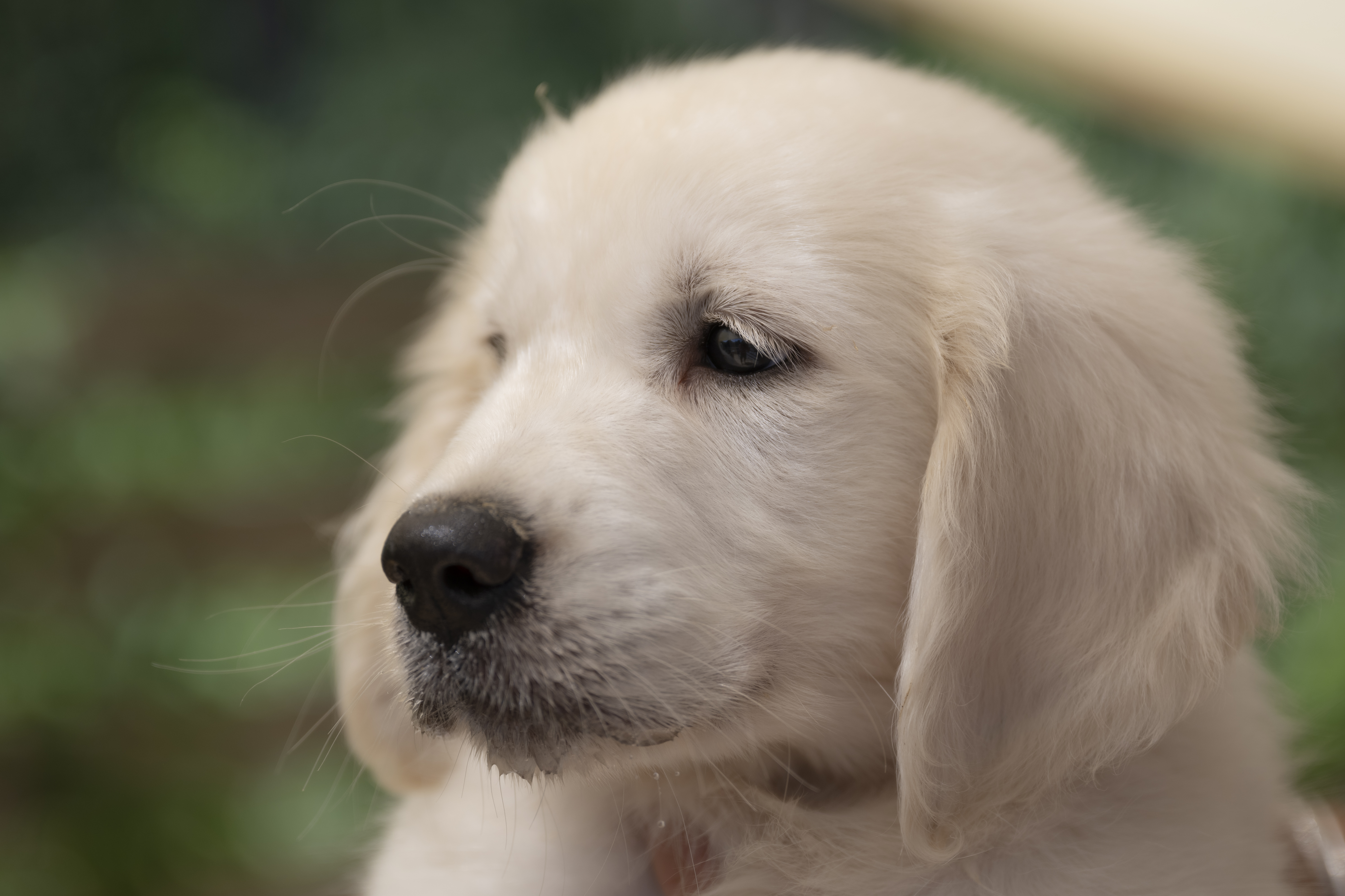 Puppies — WhitePups022