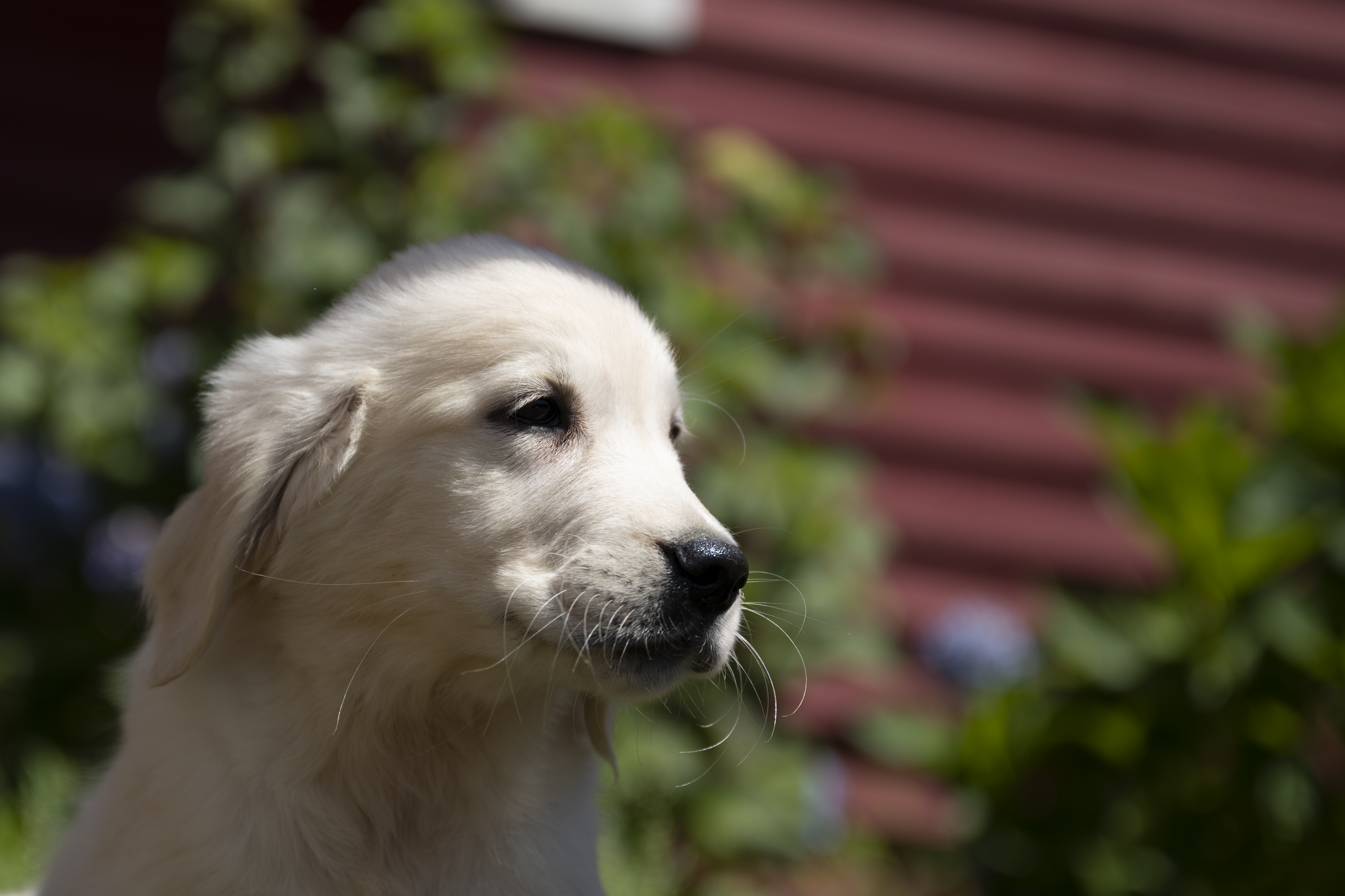 Puppies — WhitePups158