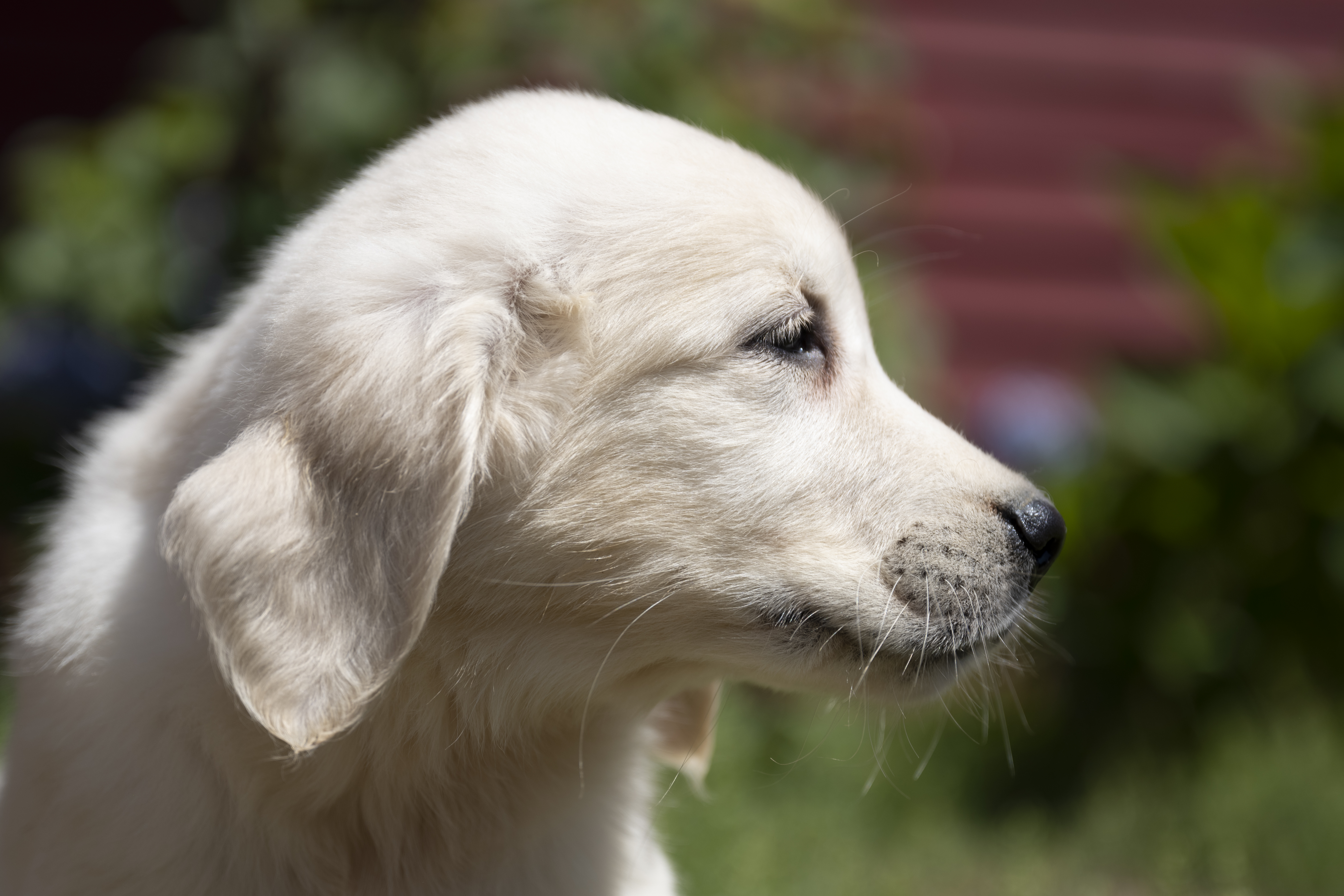 Puppies — WhitePups167