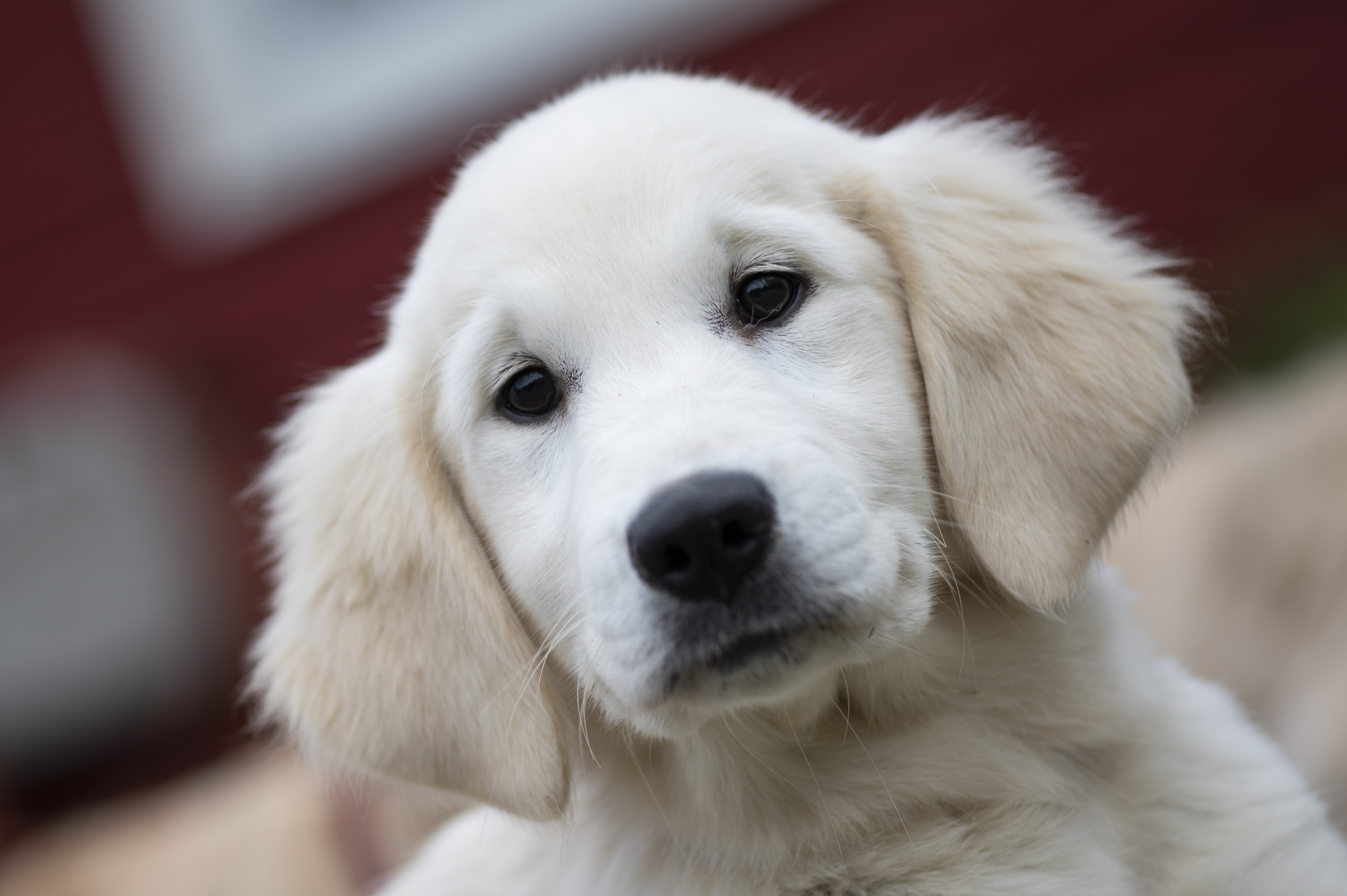 Puppies — Whites077