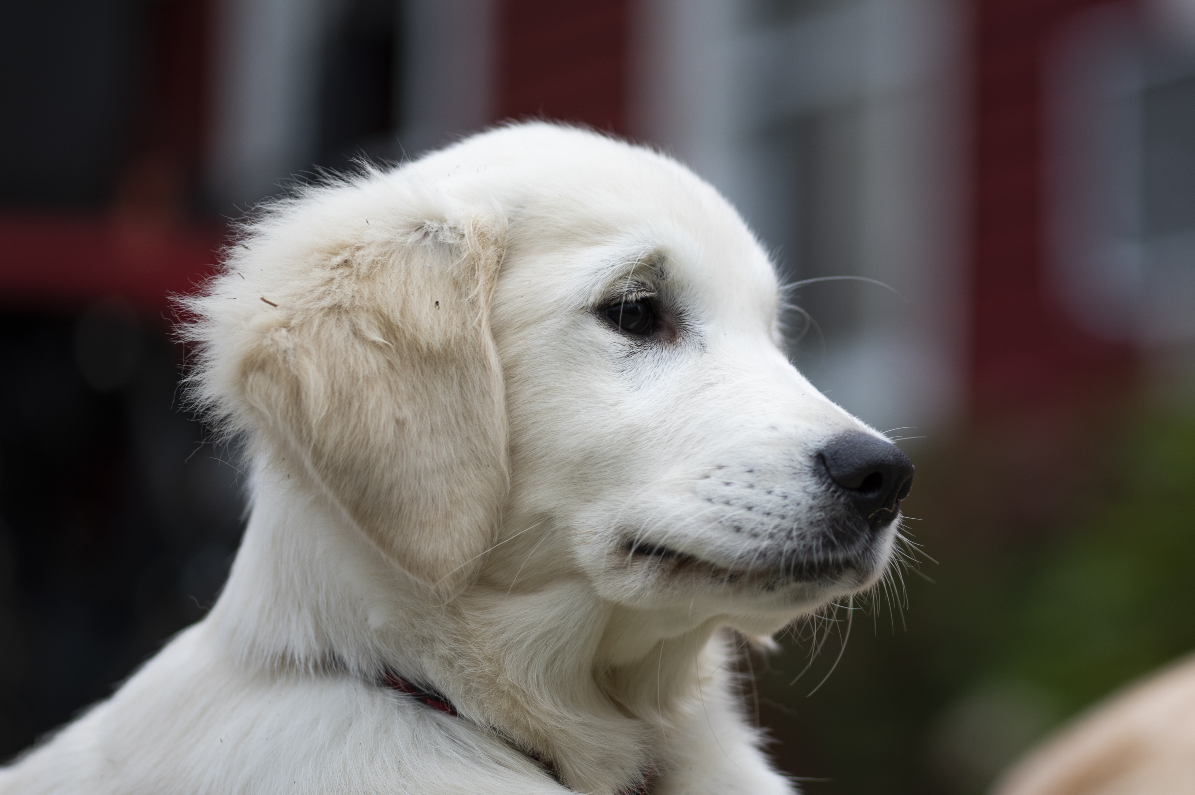 Puppies — Whites101