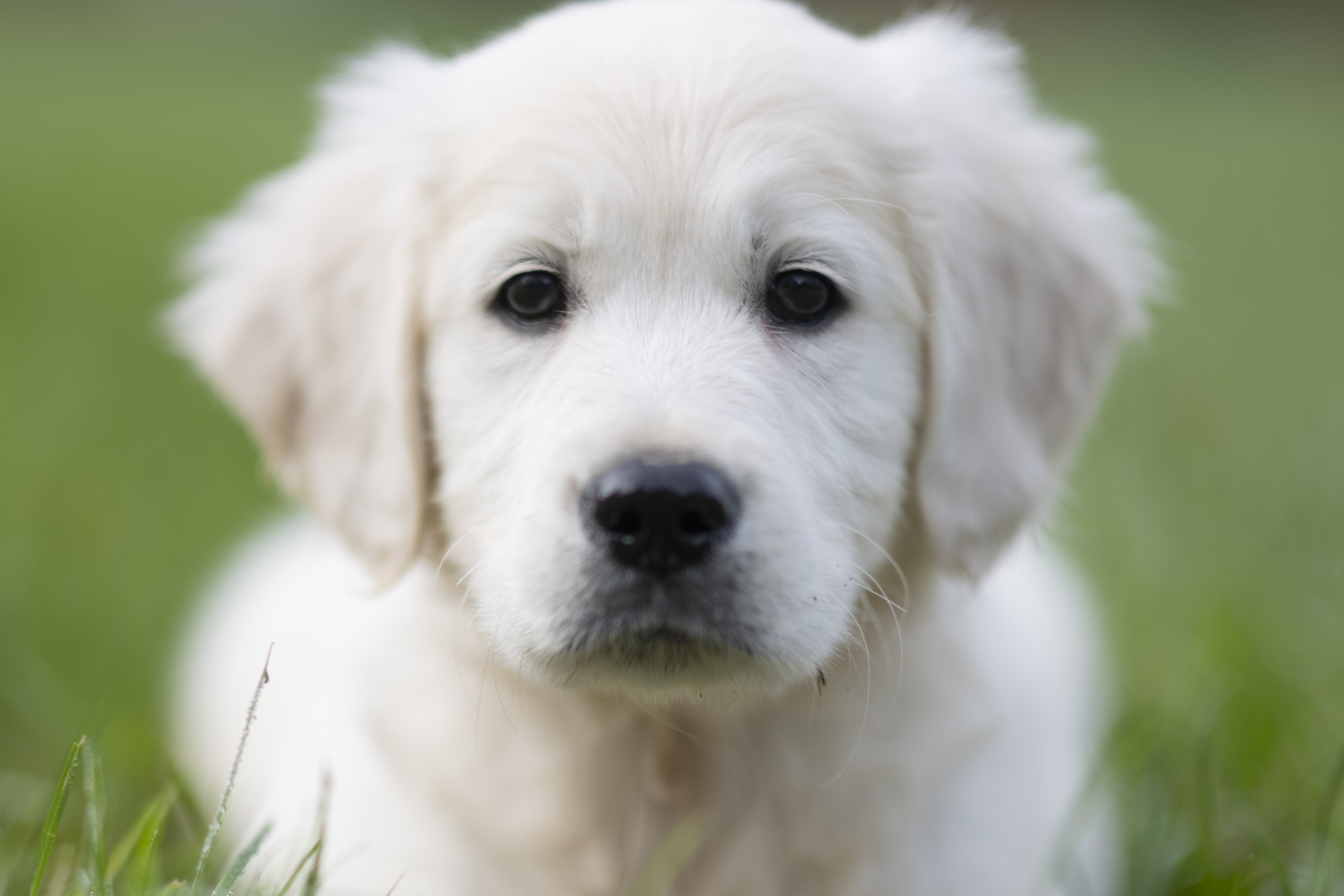 Puppies — WhitePups006