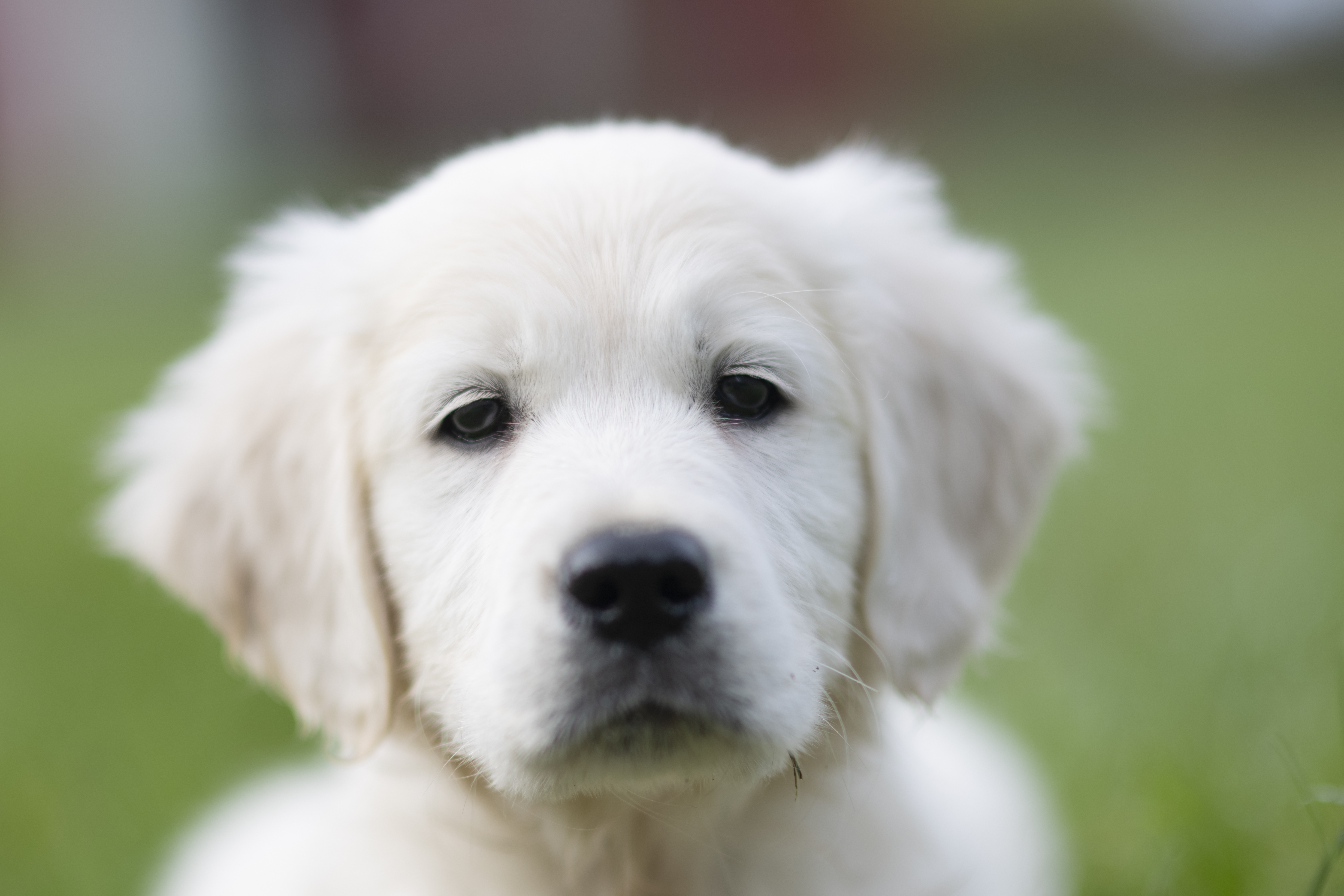 Puppies — WhitePups010