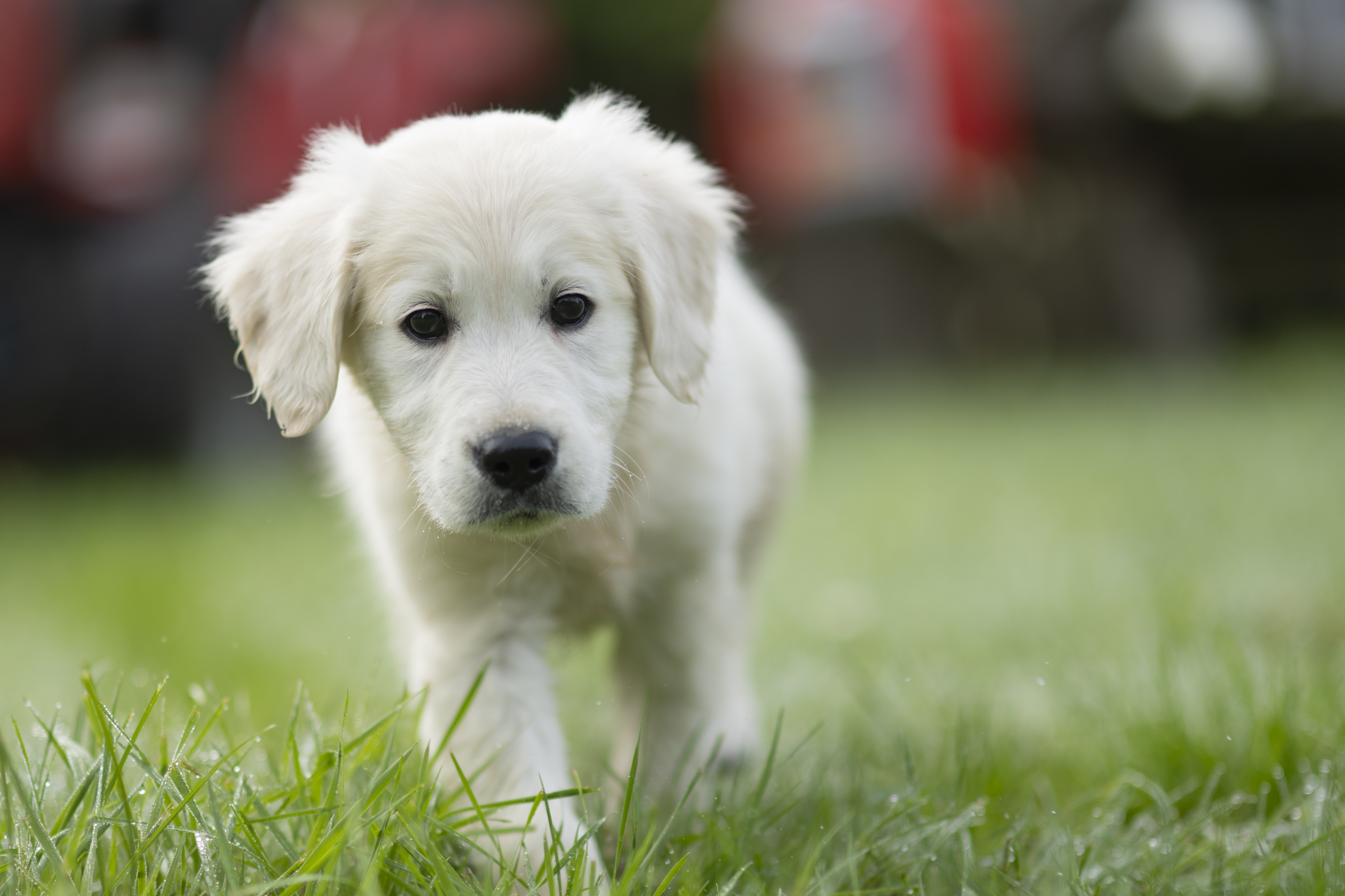 Puppies — WhitePups044