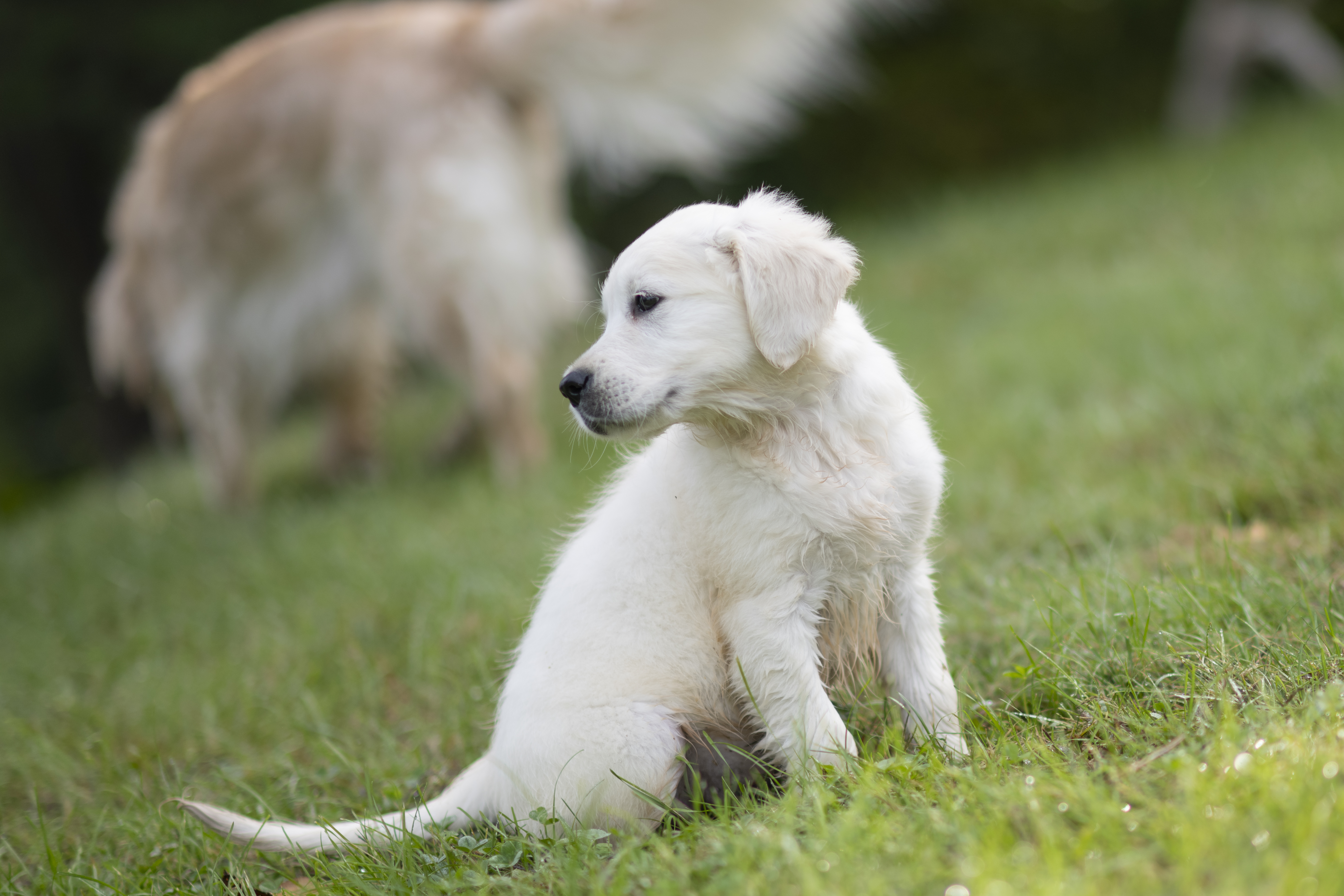 Puppies — WhitePups108