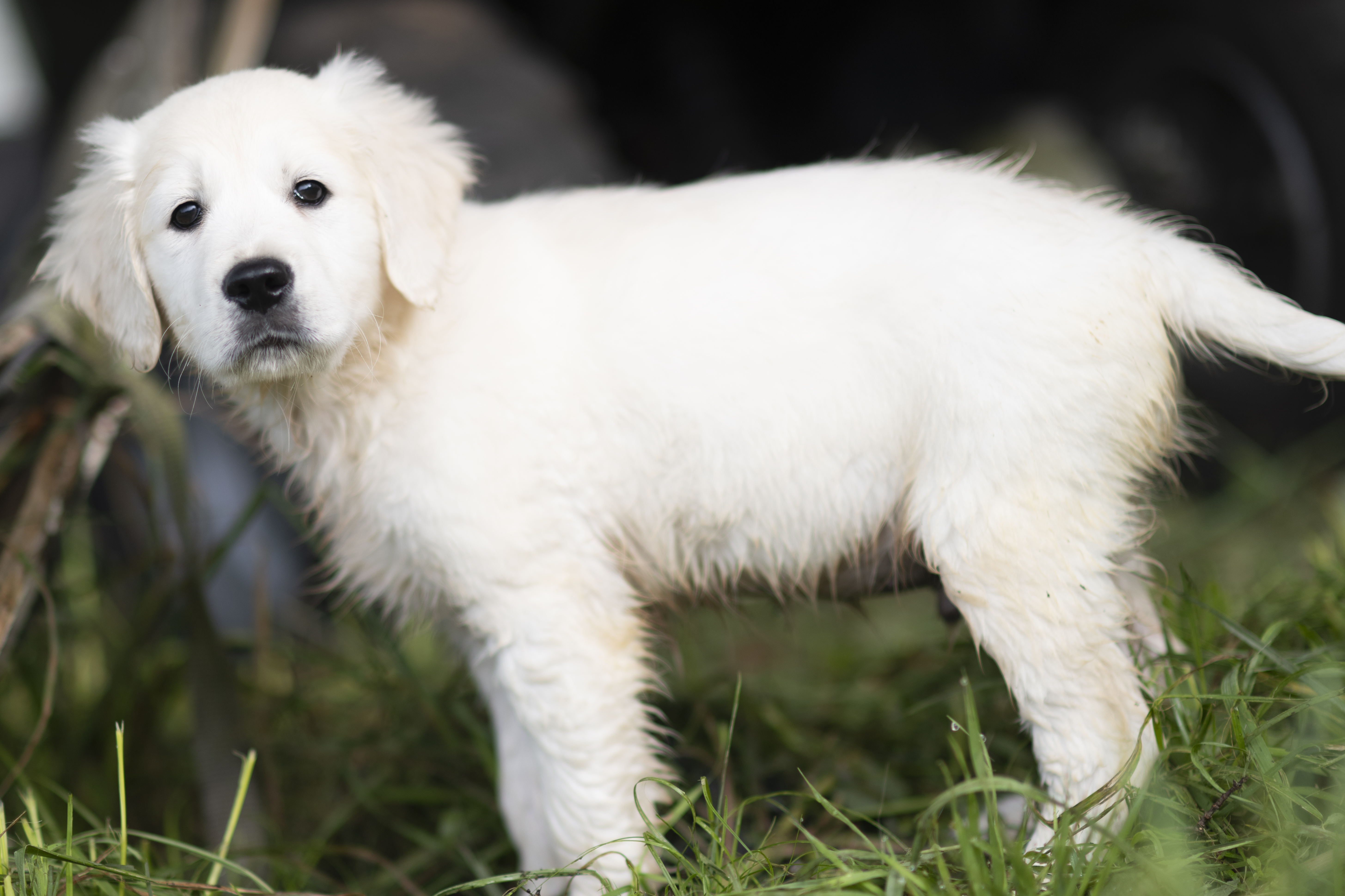 Puppies — WhitePups263