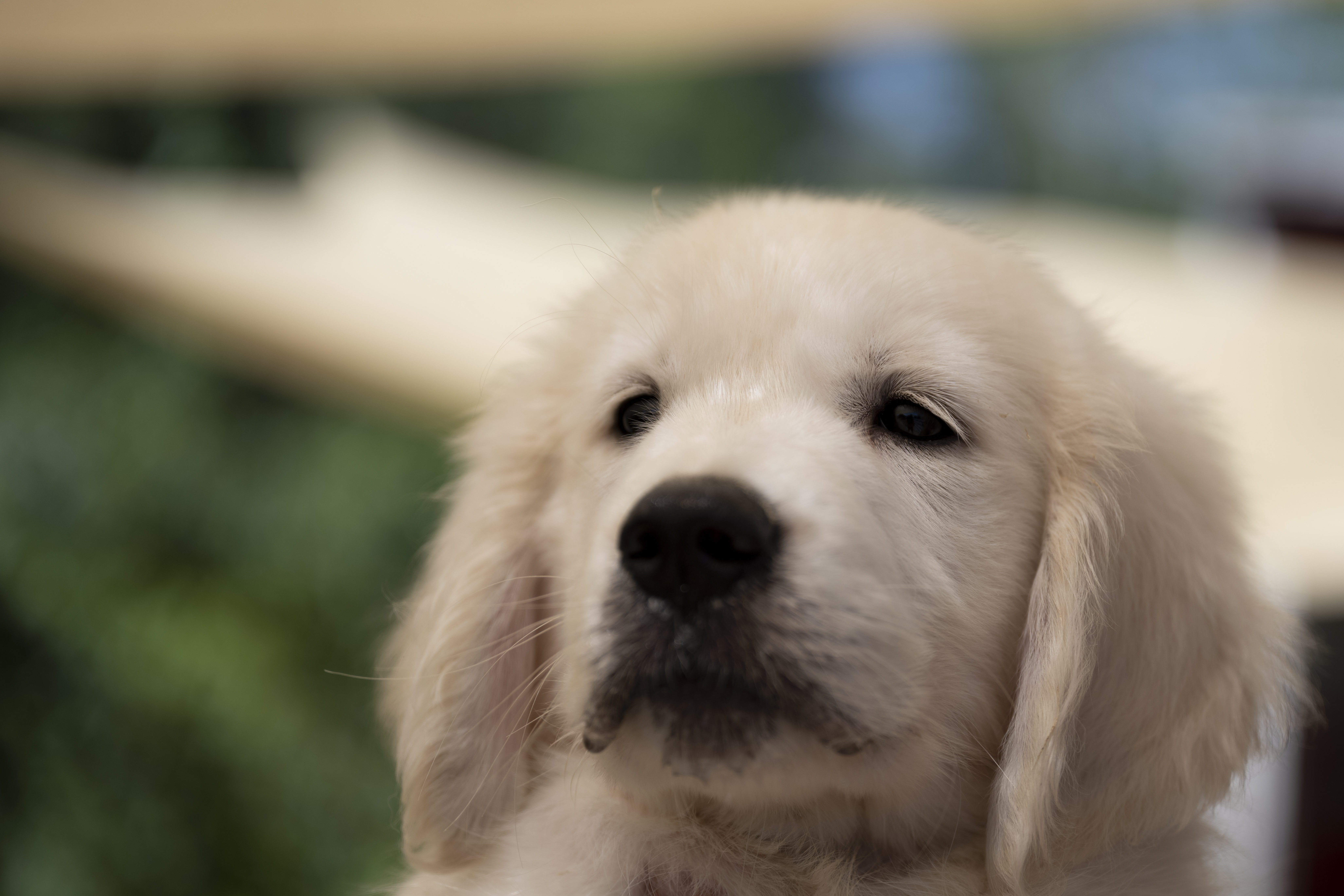 Puppies — WhitePups034