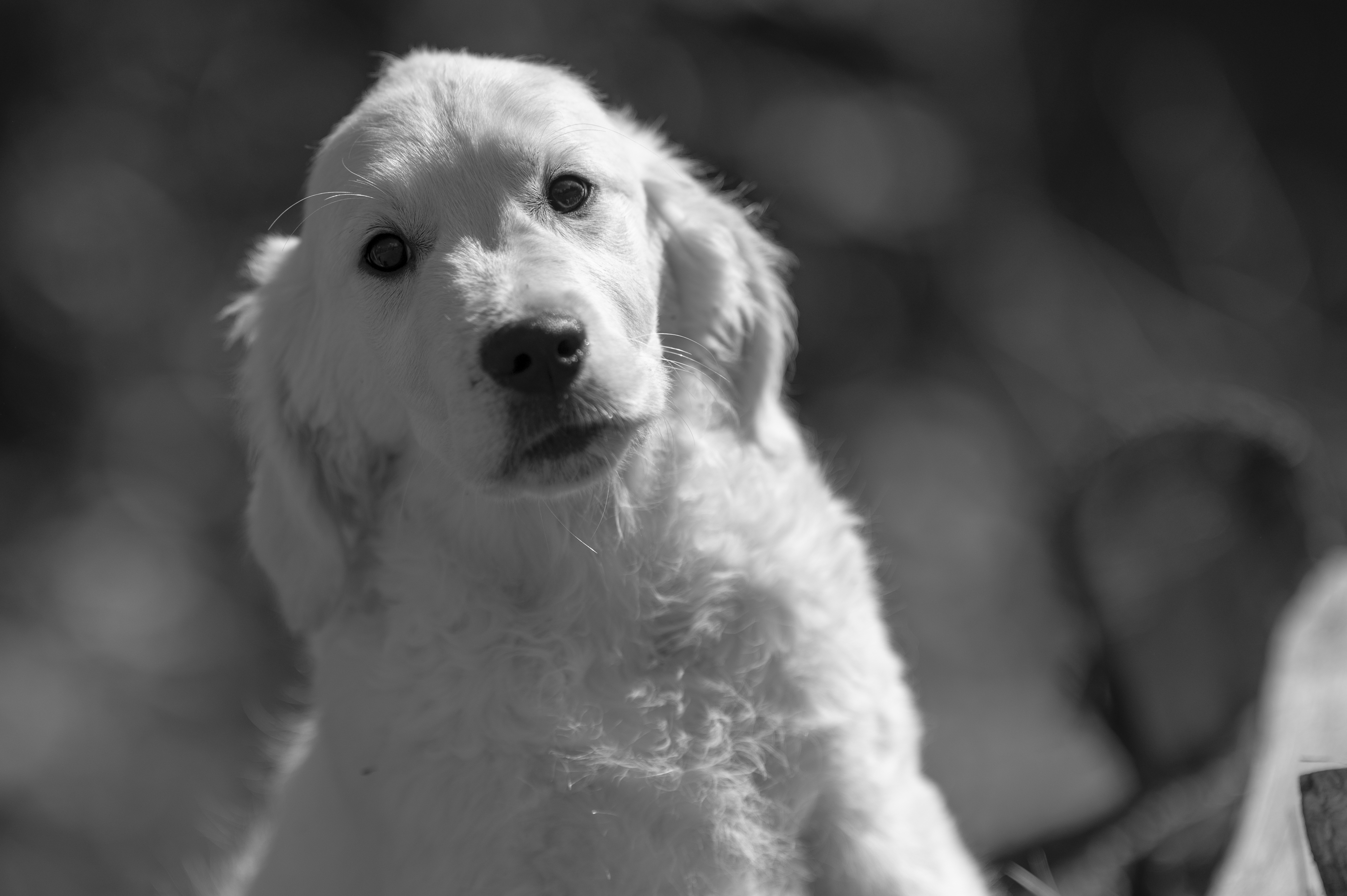 Puppies — Group096