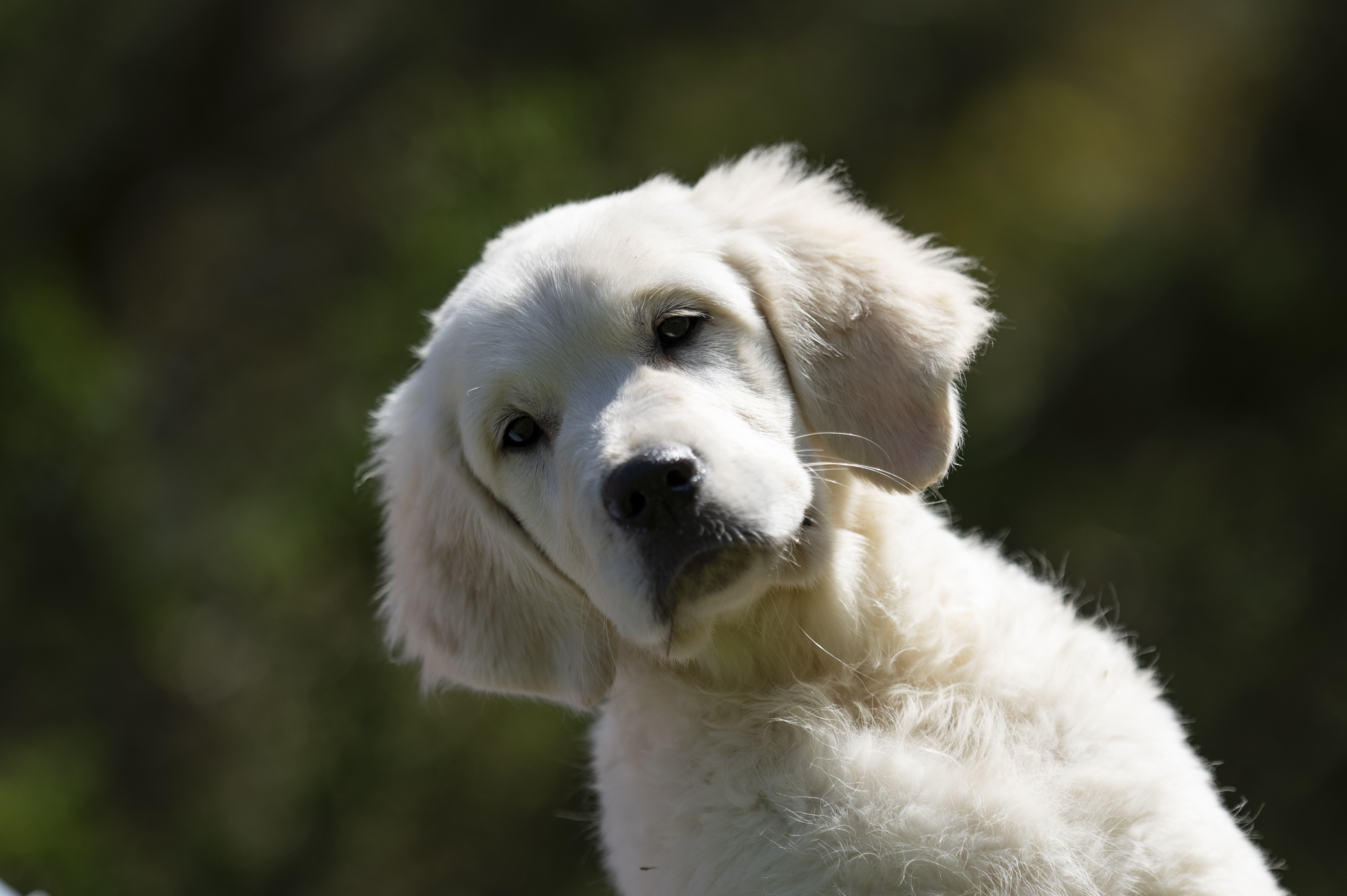 Puppies — Group163