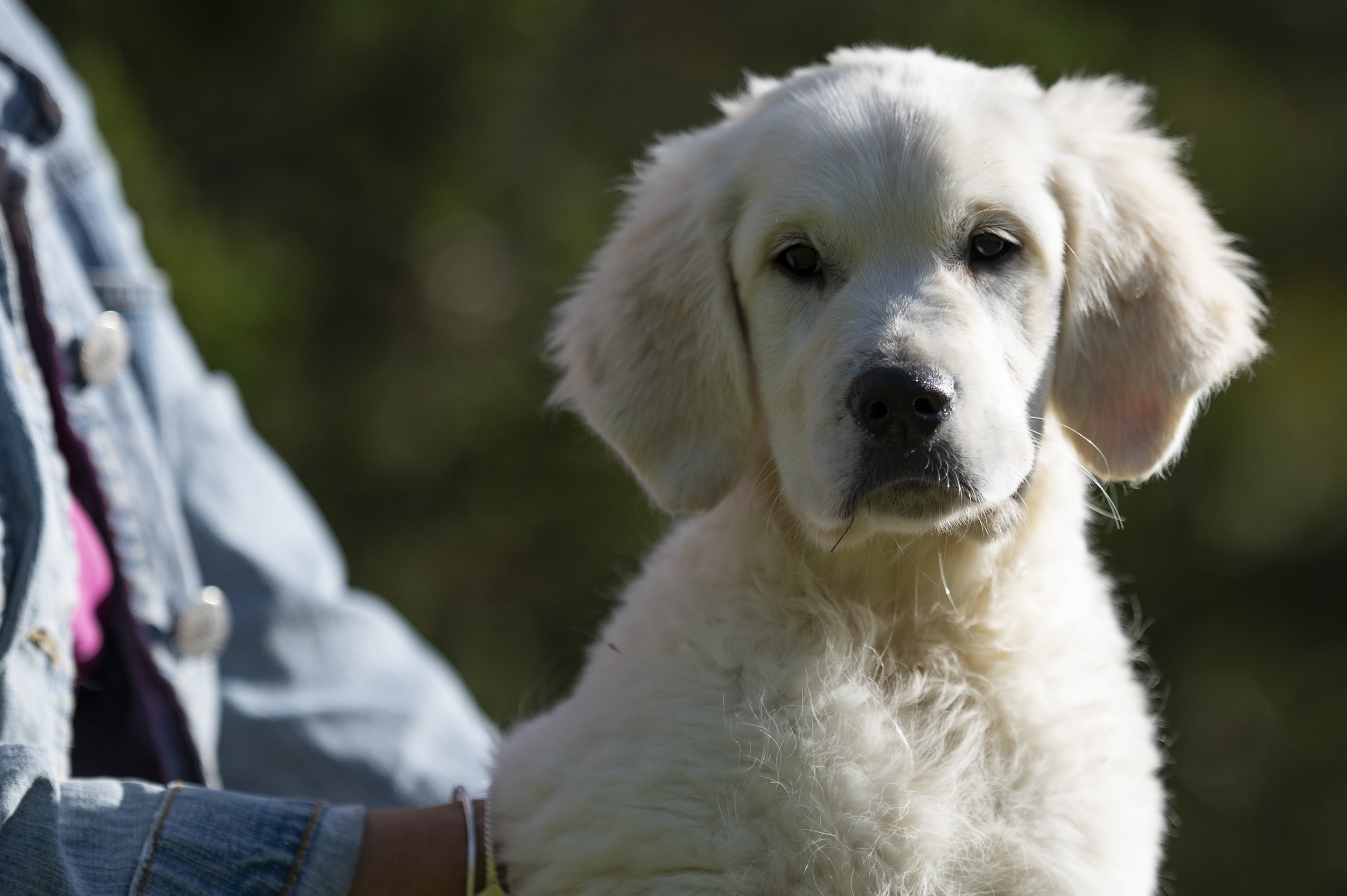 Puppies — Group182