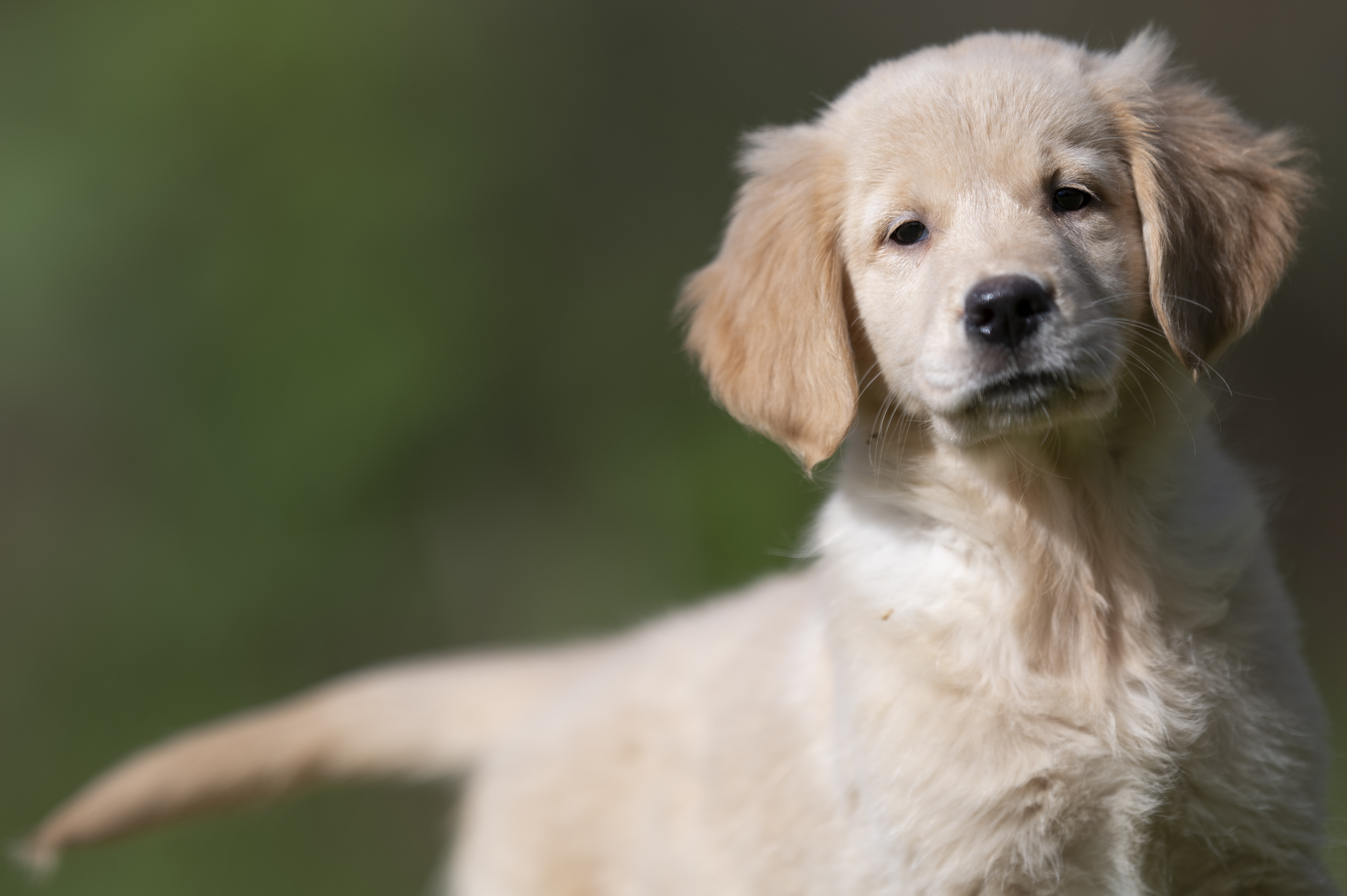 Puppies — Group335