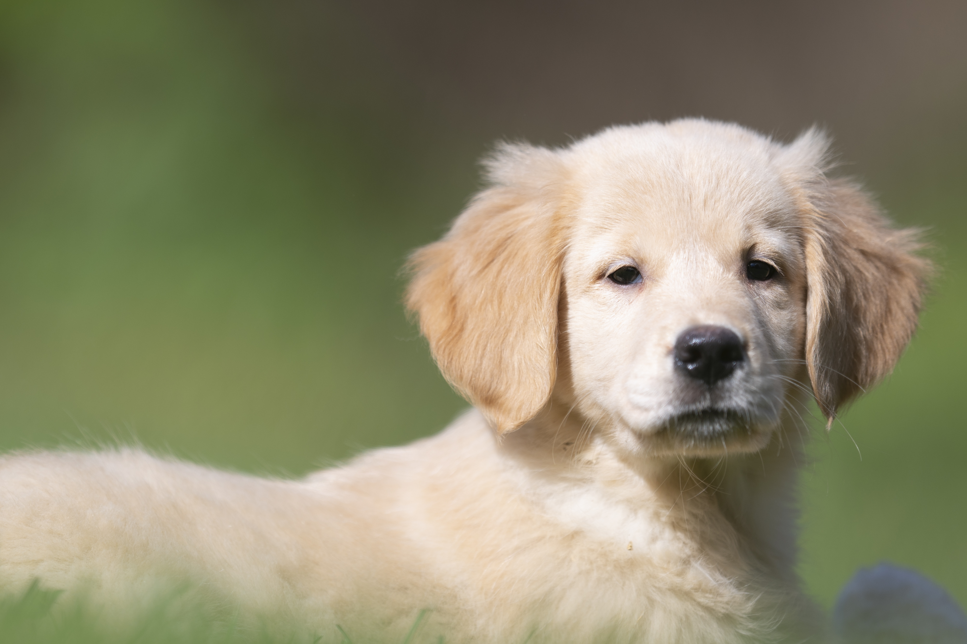 Puppies — Group351