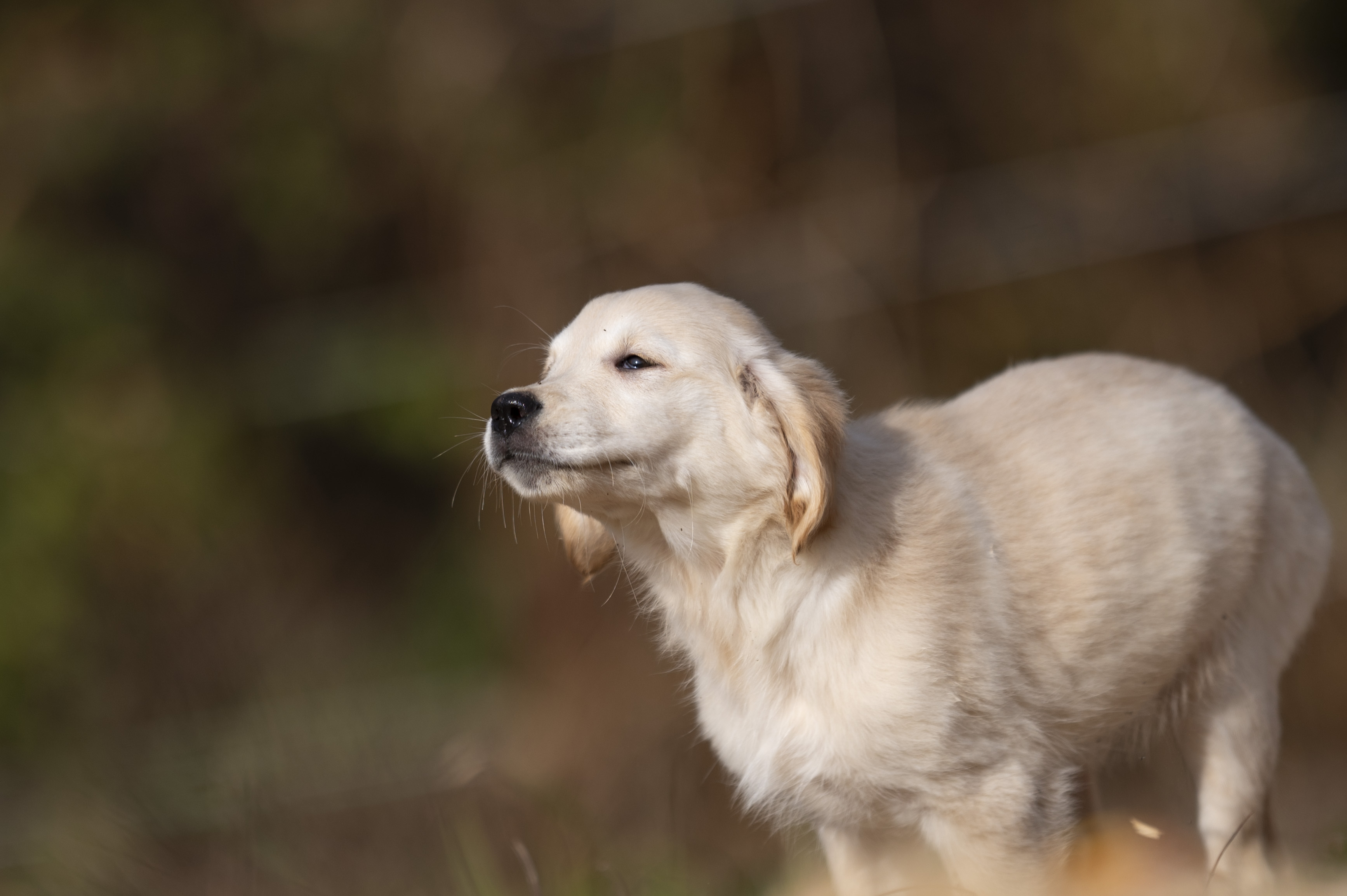 Puppies — 0810 Female020