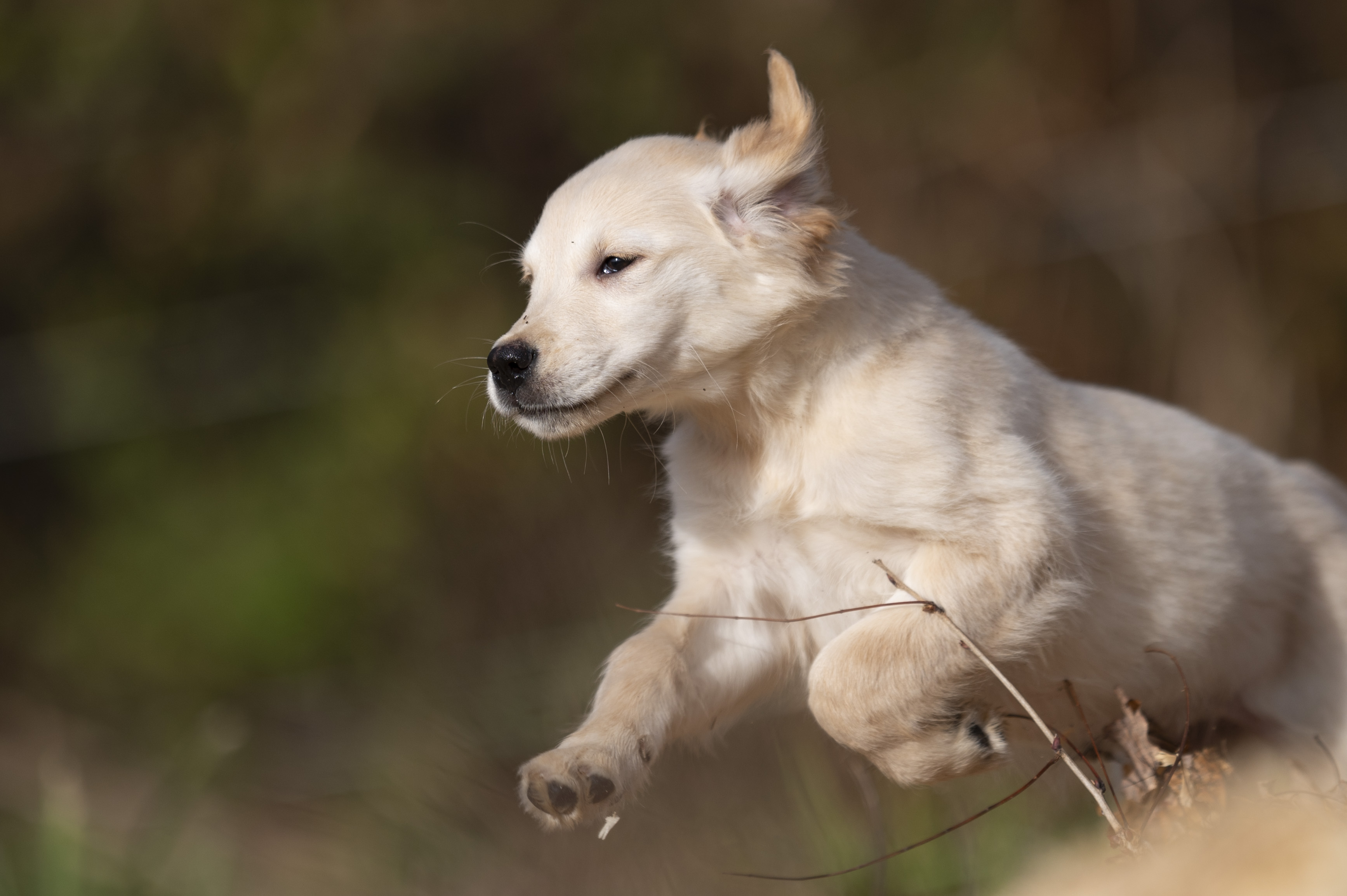 Puppies — 0810 Female021