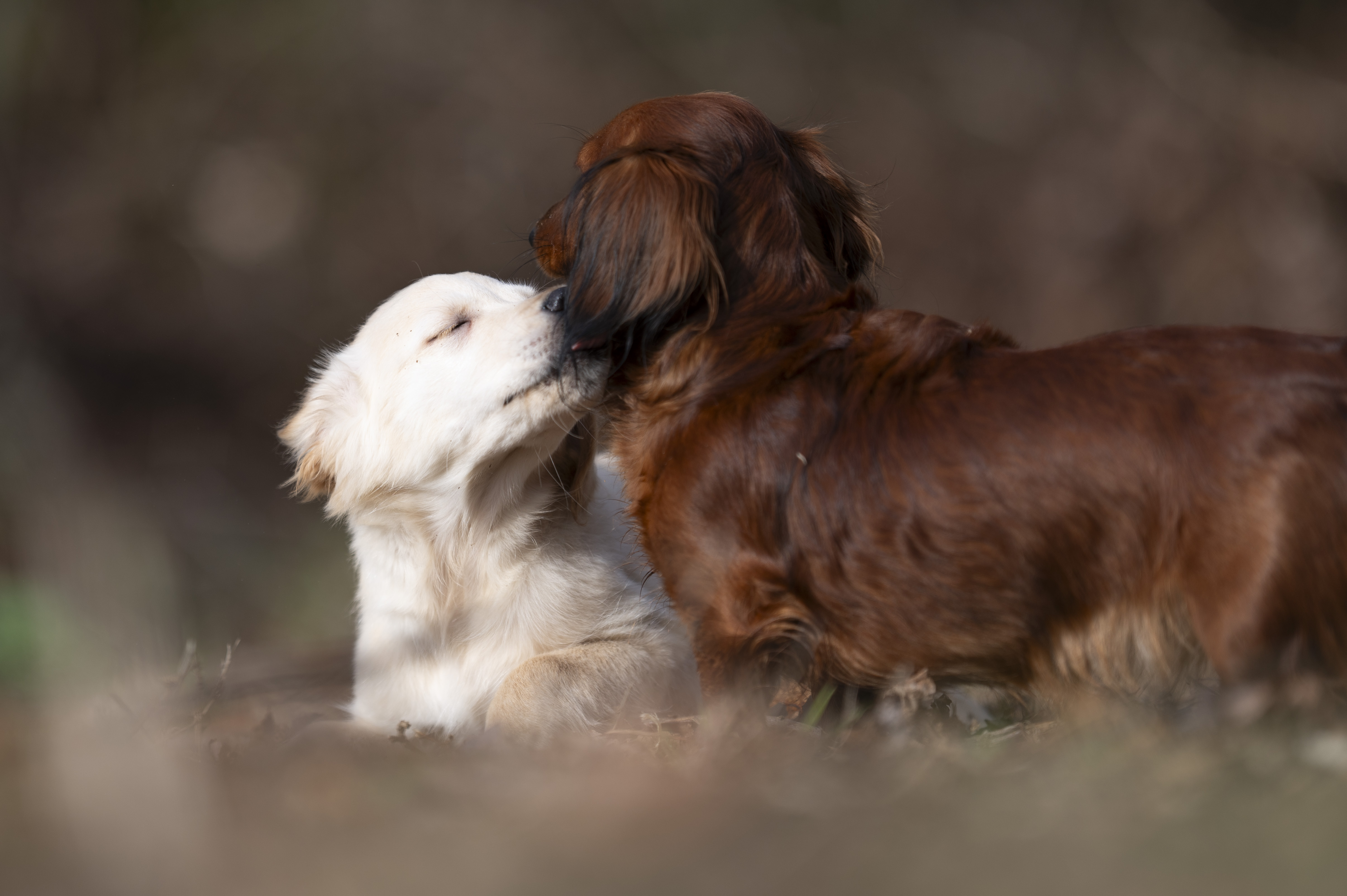 Puppies — 0810 Female027