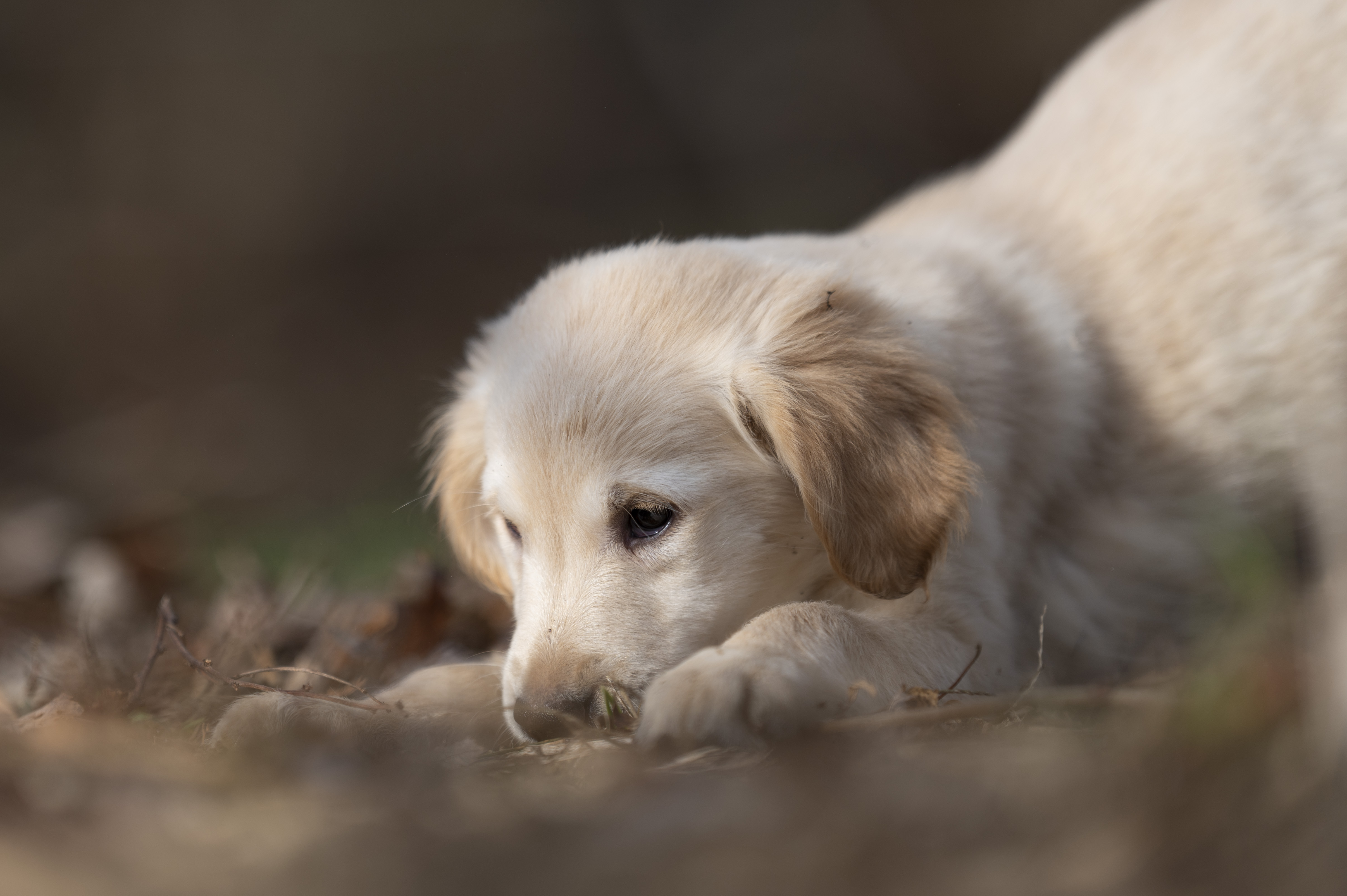 Puppies — 0810 Female047