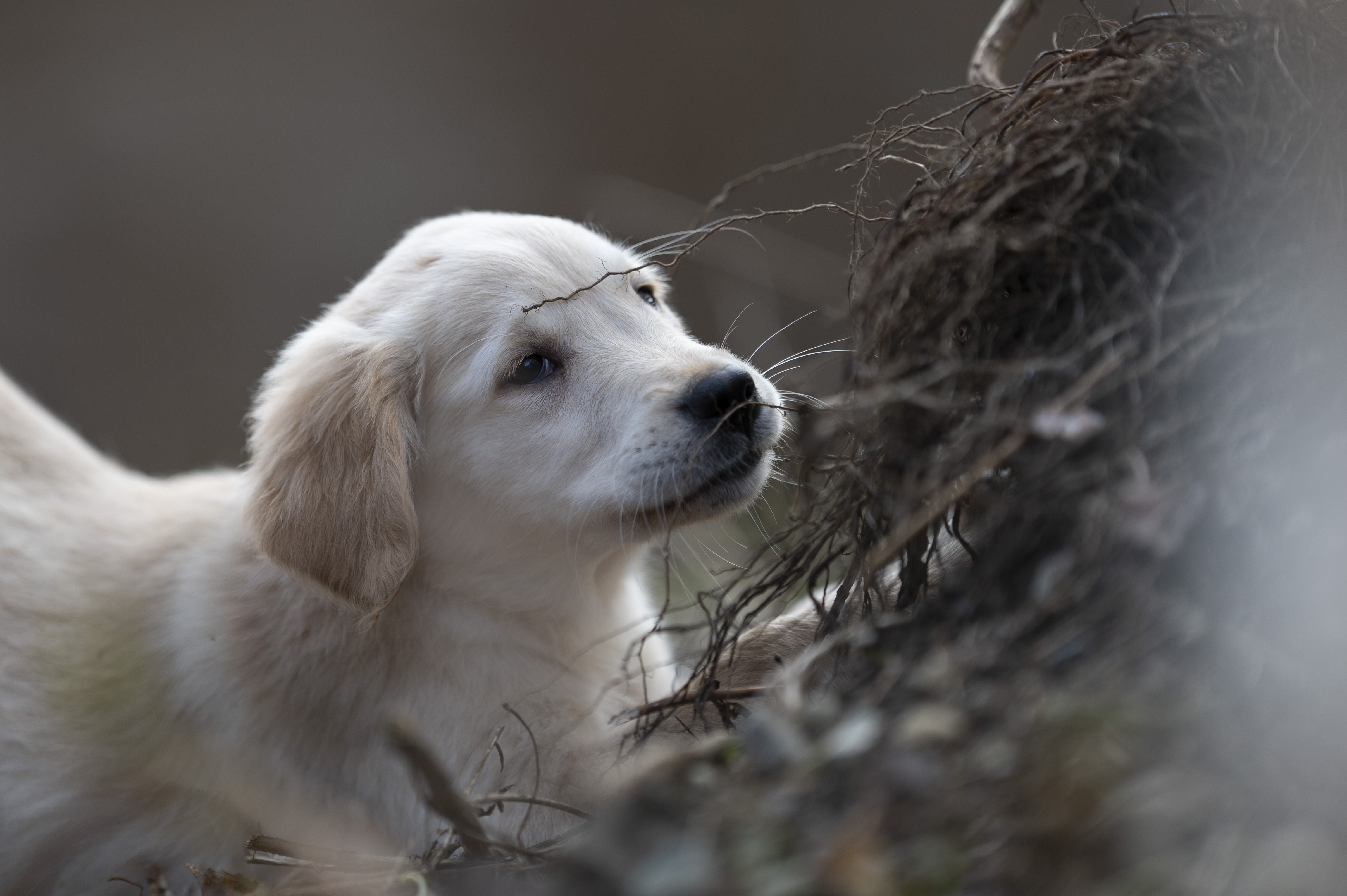 Puppies — 0810 Female216