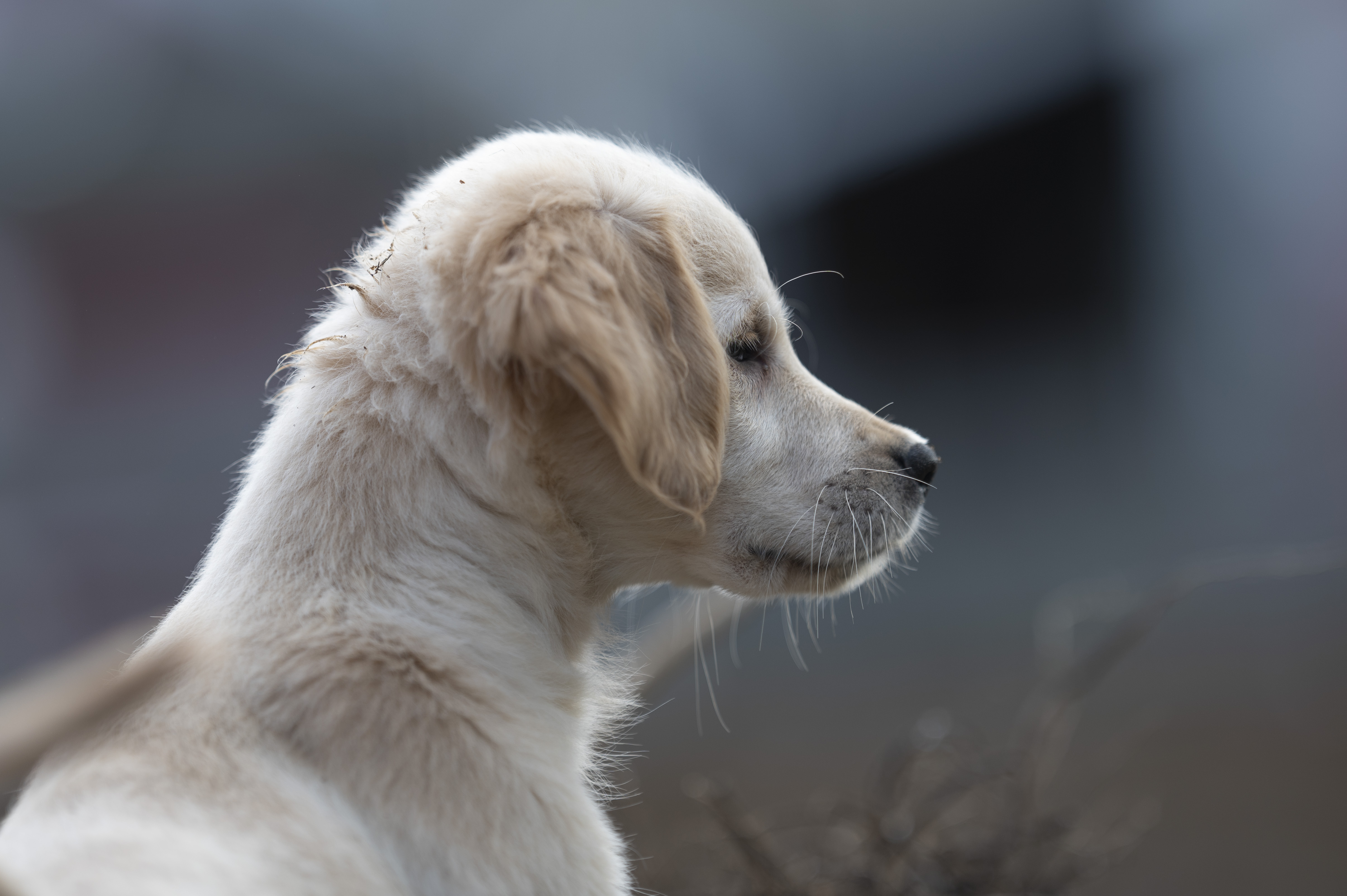 Puppies — 0810 Female237
