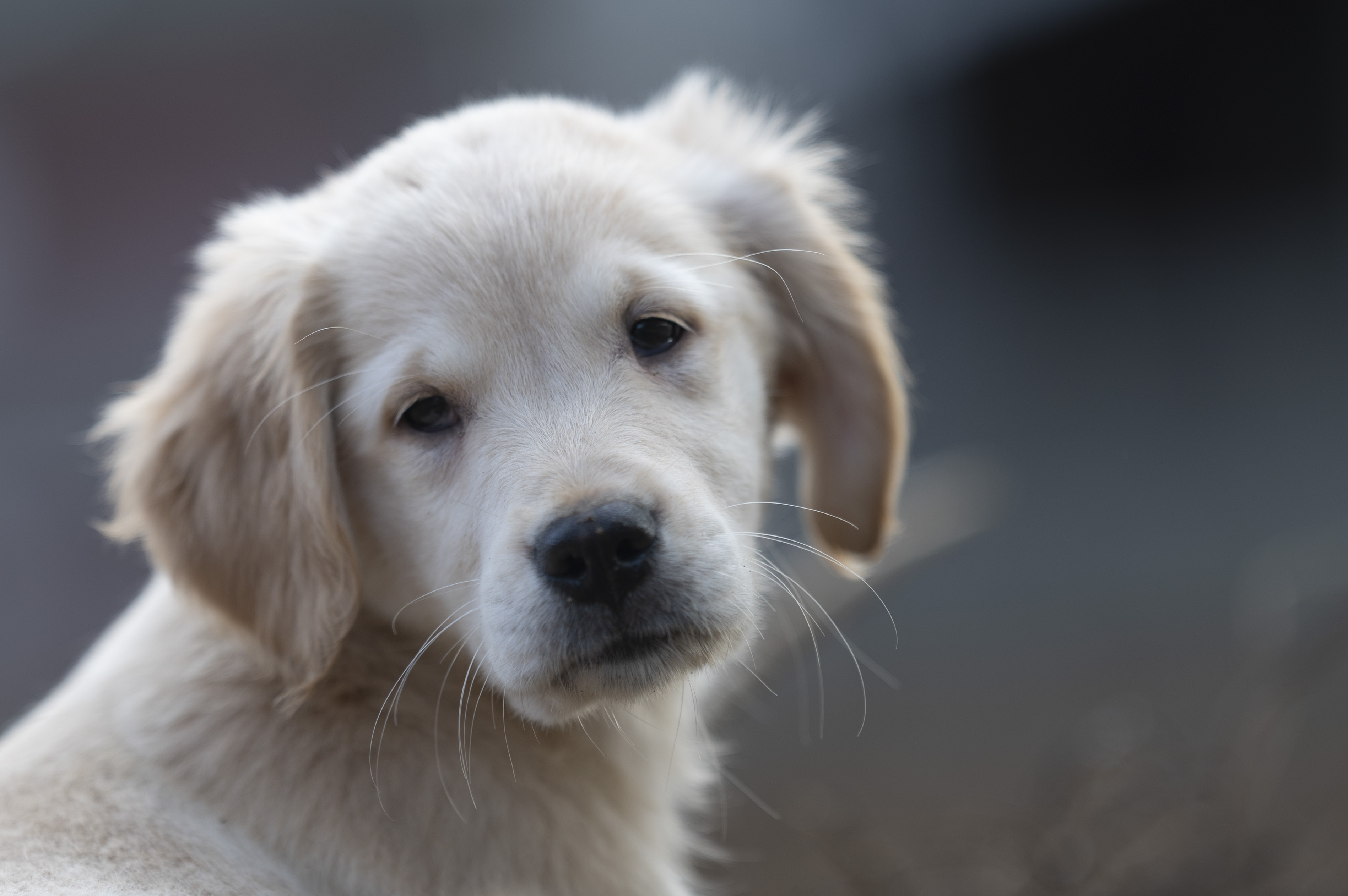 Puppies — 0810 Female247