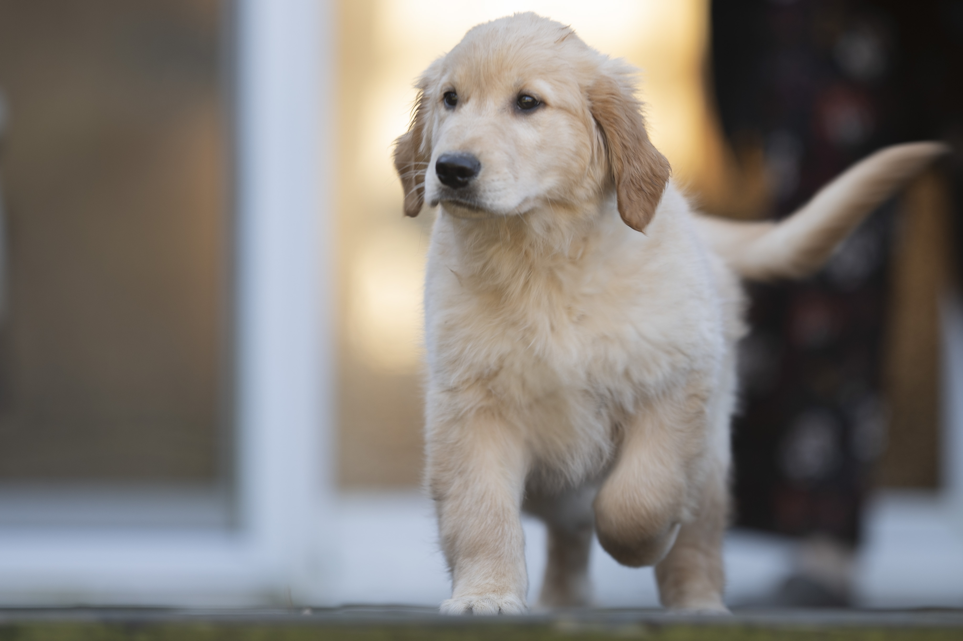 Puppies — Red Male007