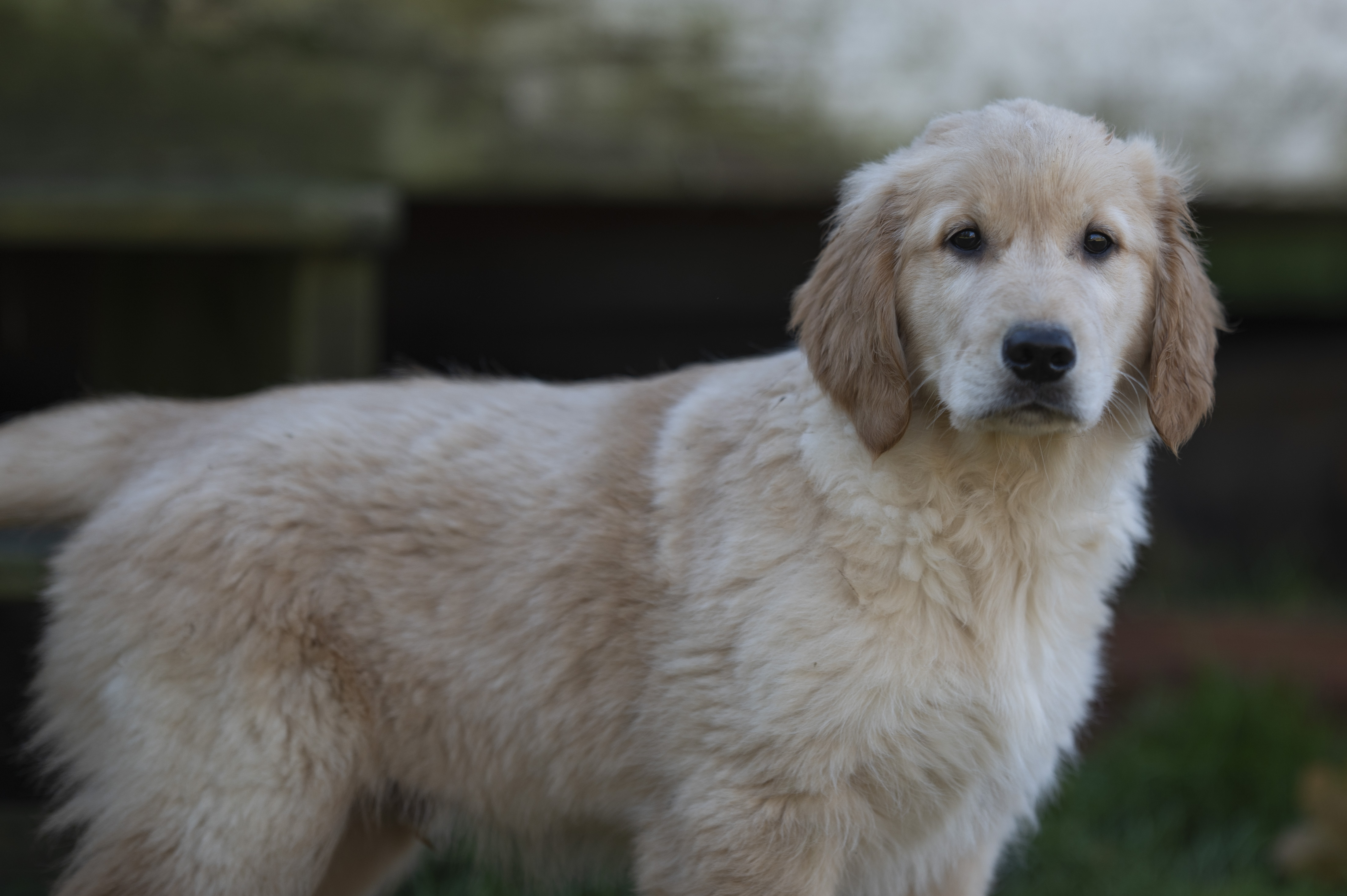 Puppies — Red Male019