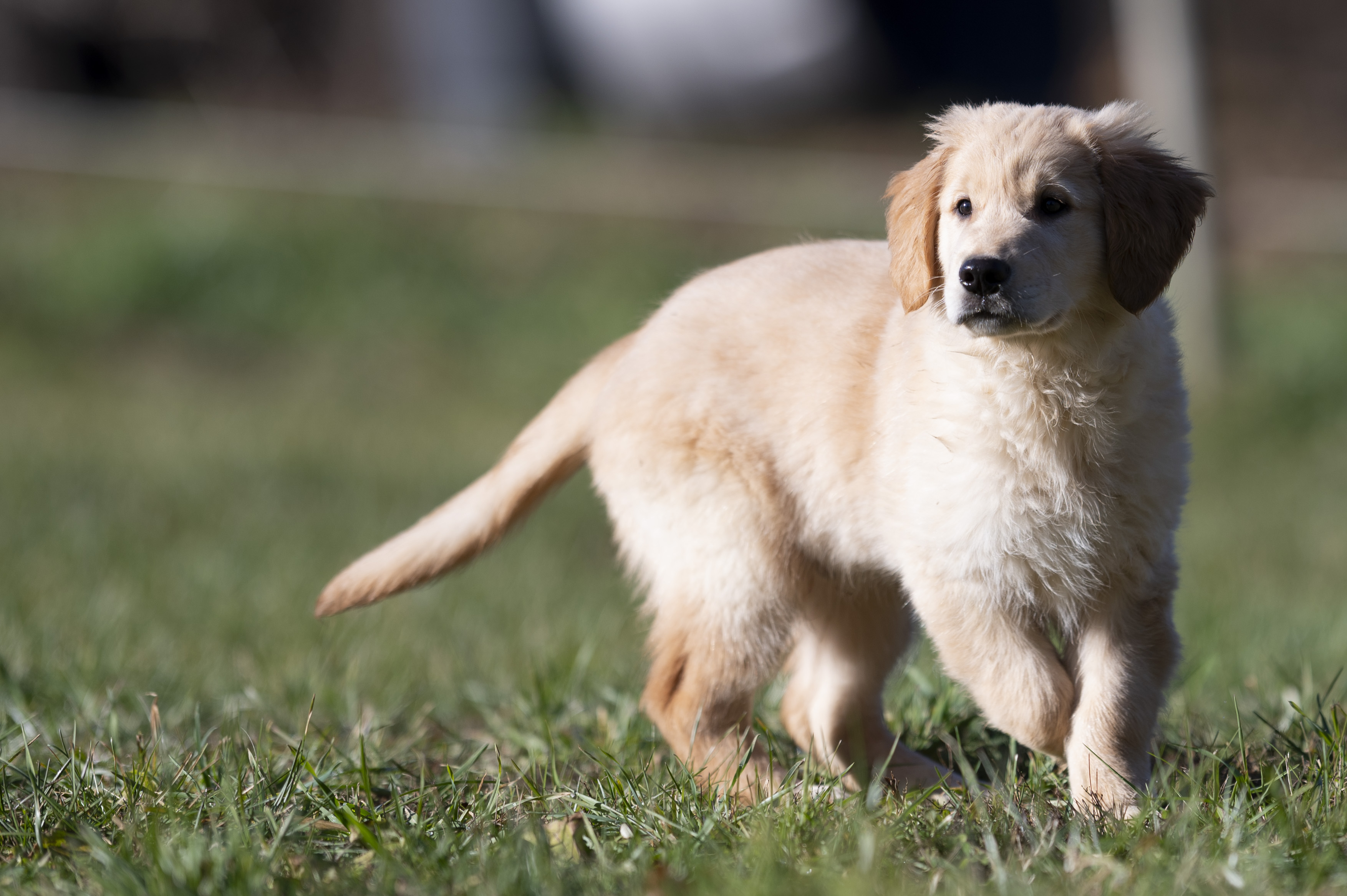 Puppies — Red Male098