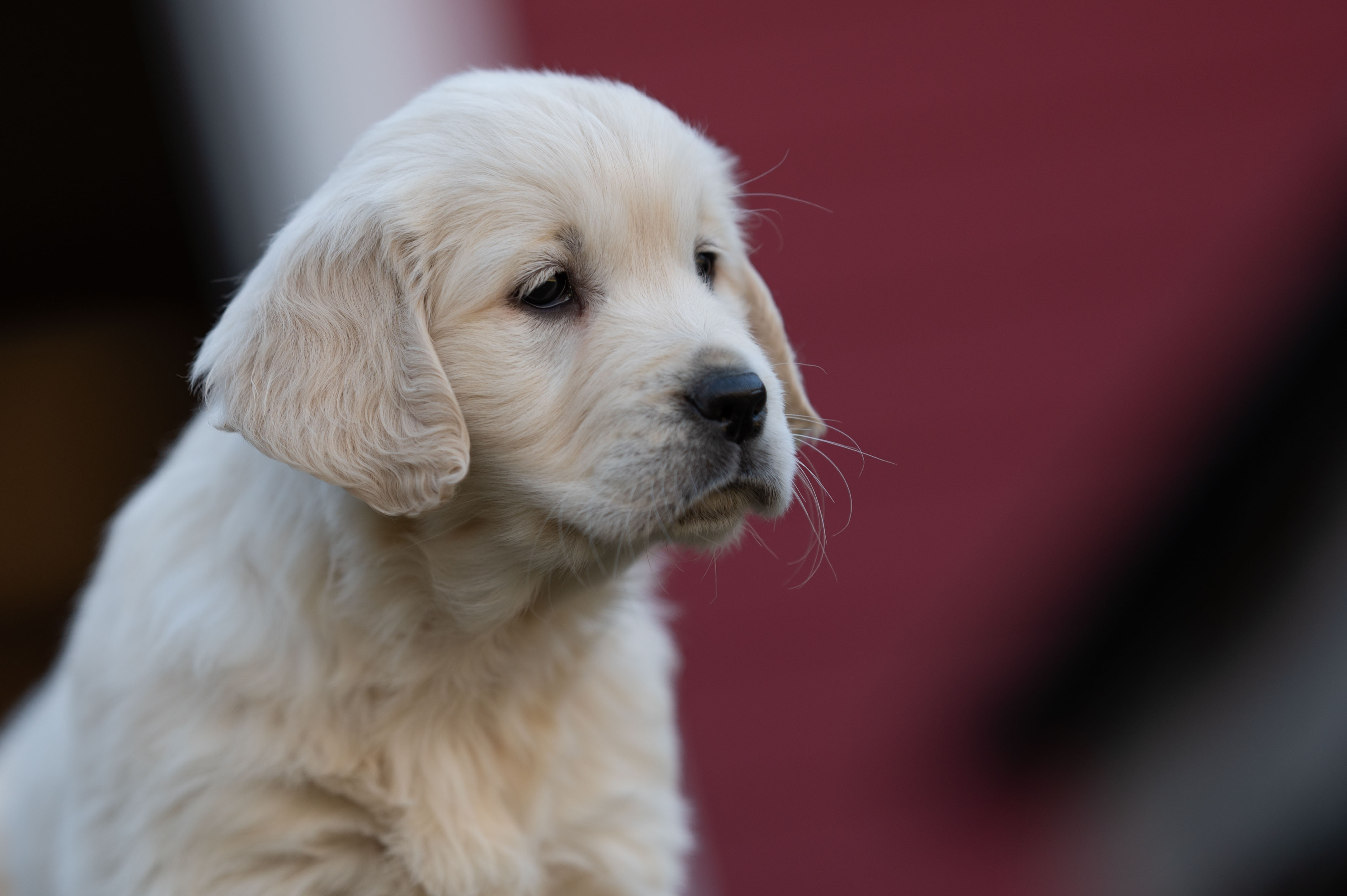 Puppies — WhitePup8wks061
