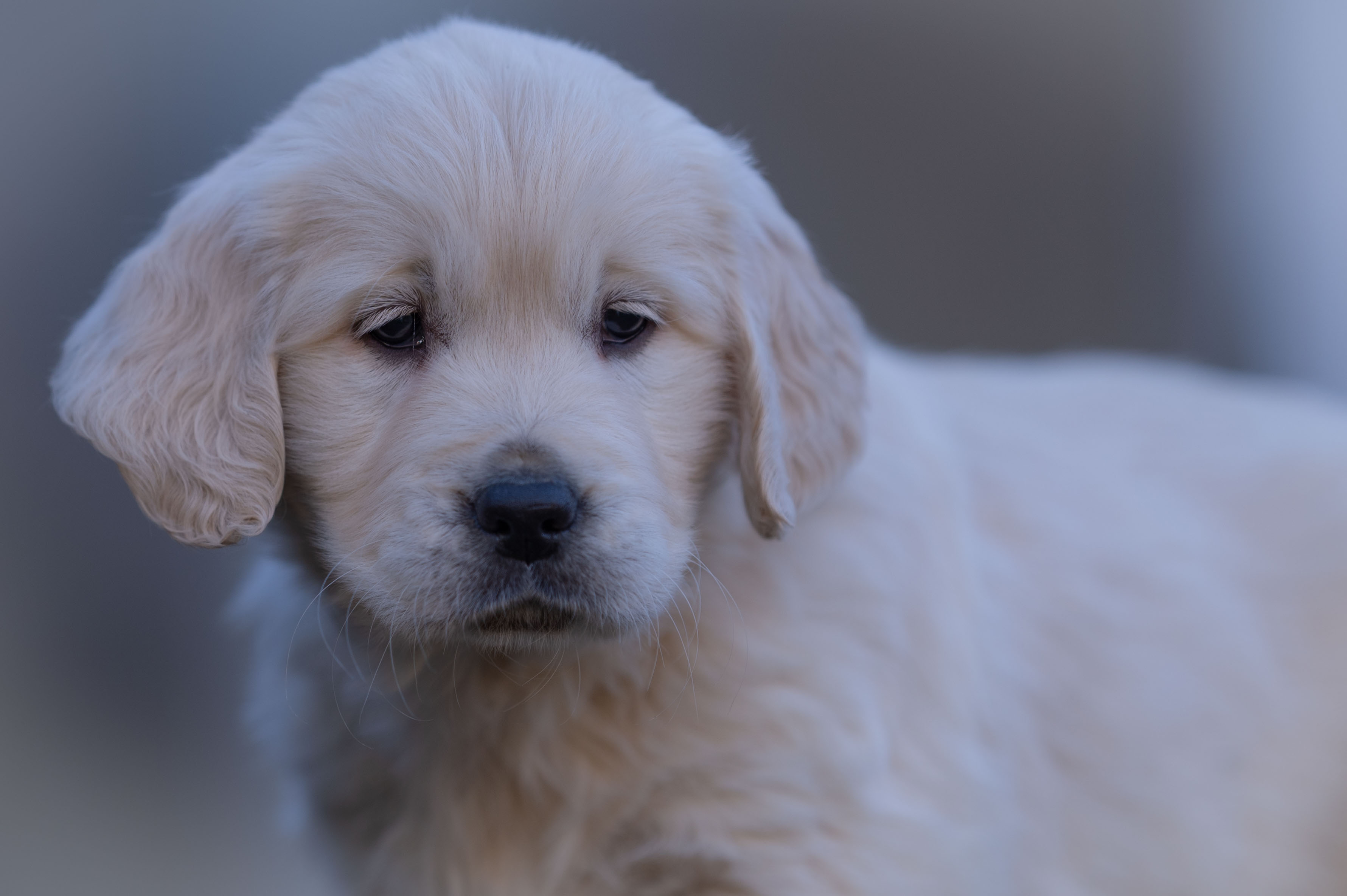 Puppies — WhitePup8wks086