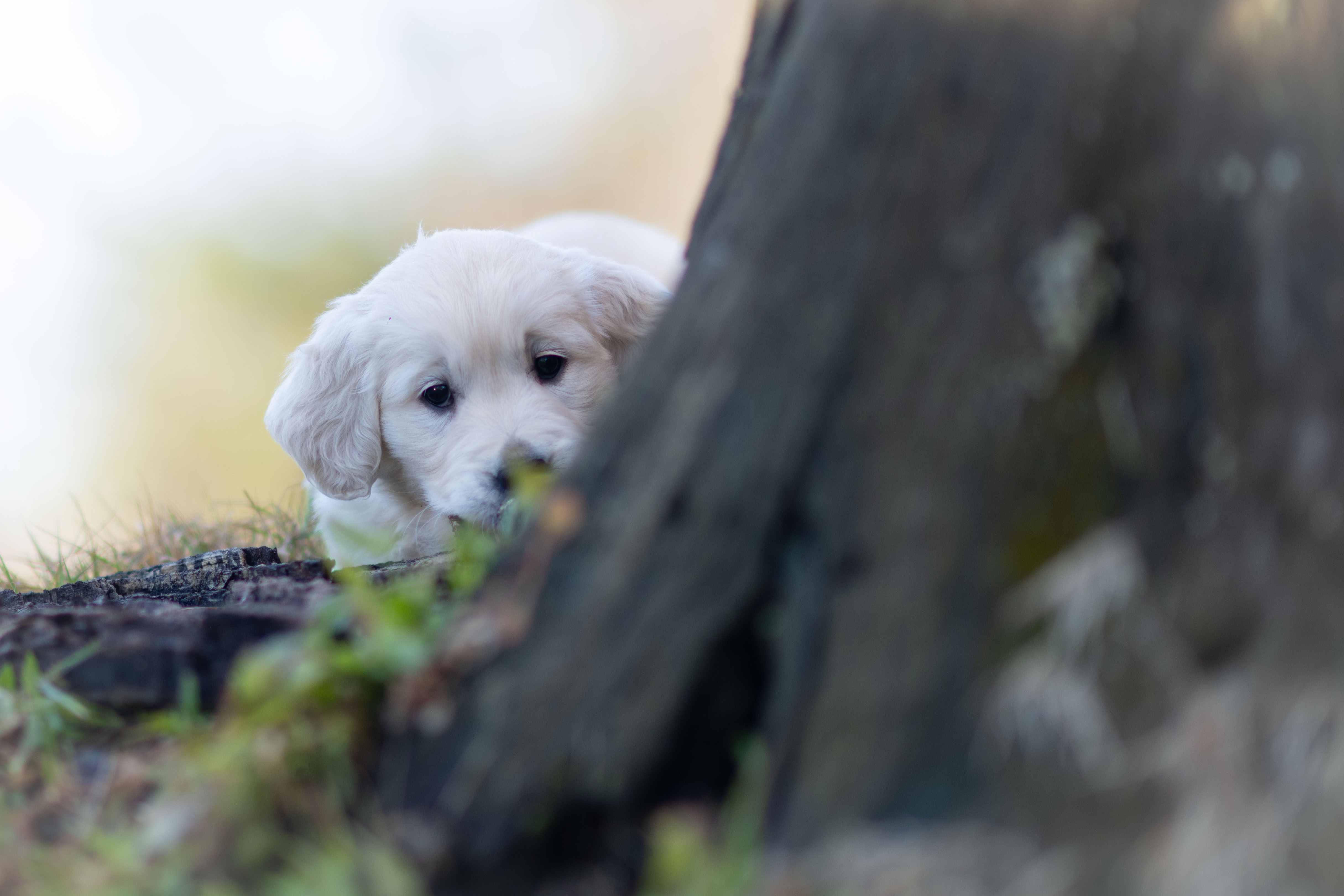 Puppies — WhitePup8wks142
