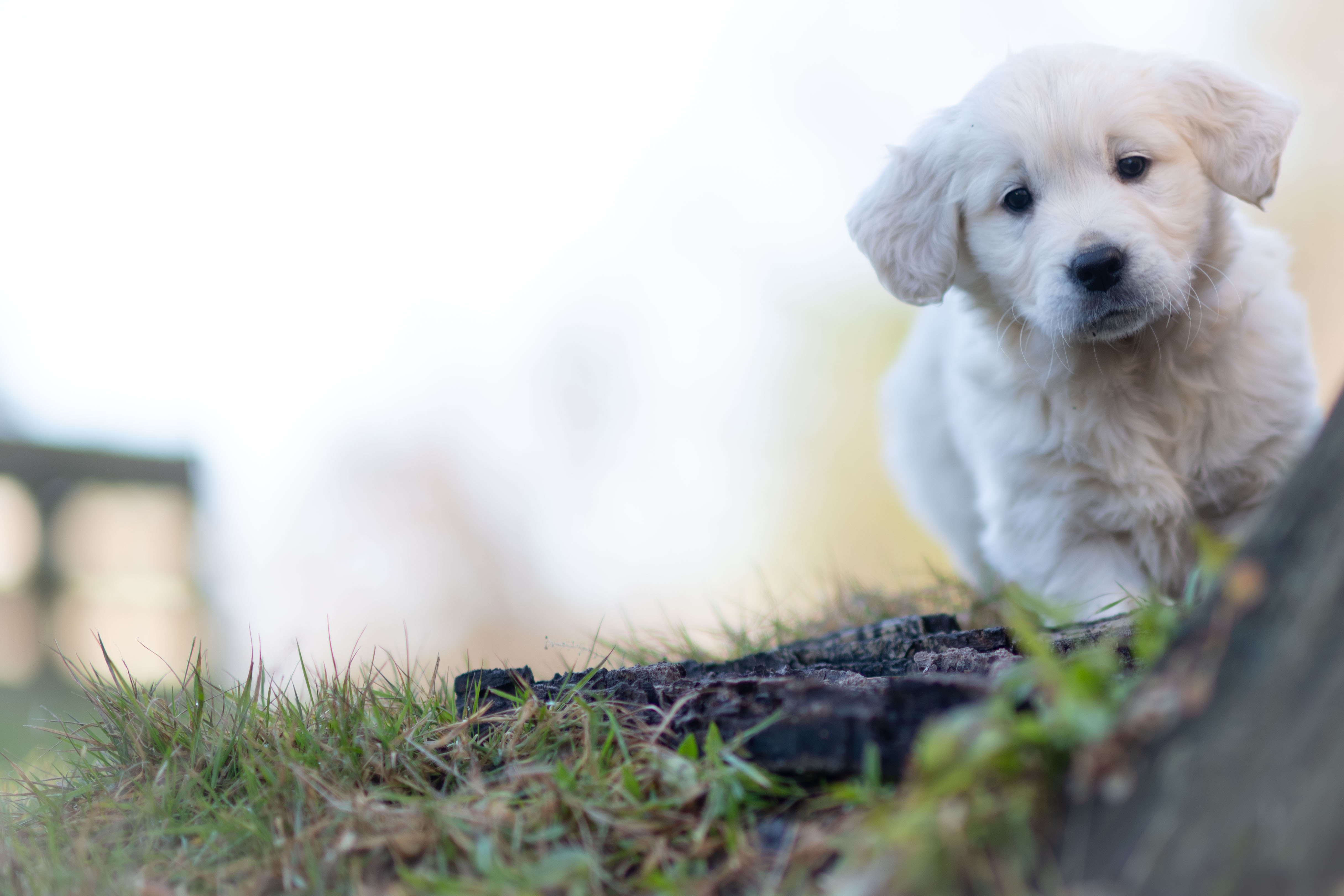 Puppies — WhitePup8wks154