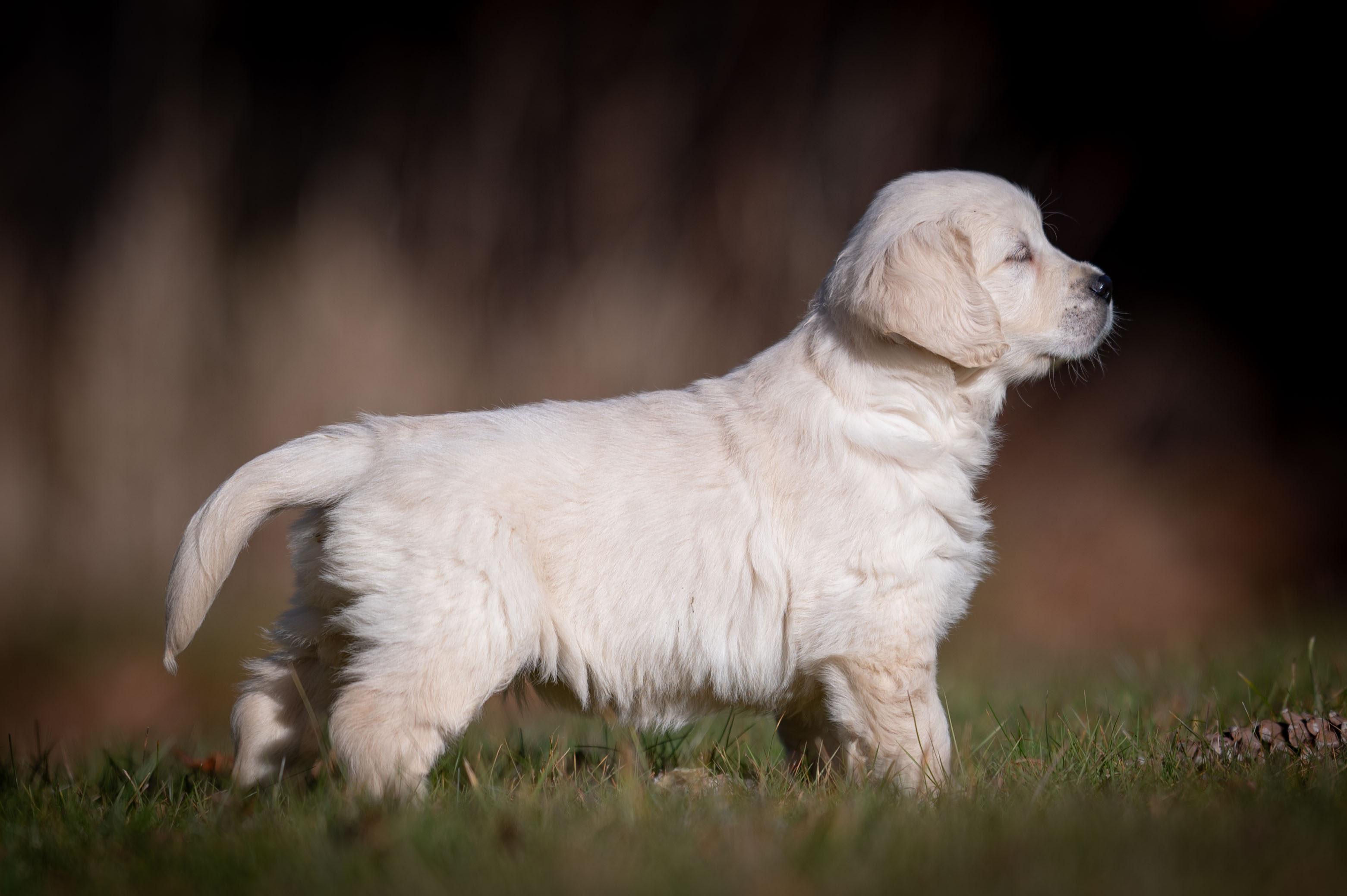 Puppies — WhitePup8wks198 2