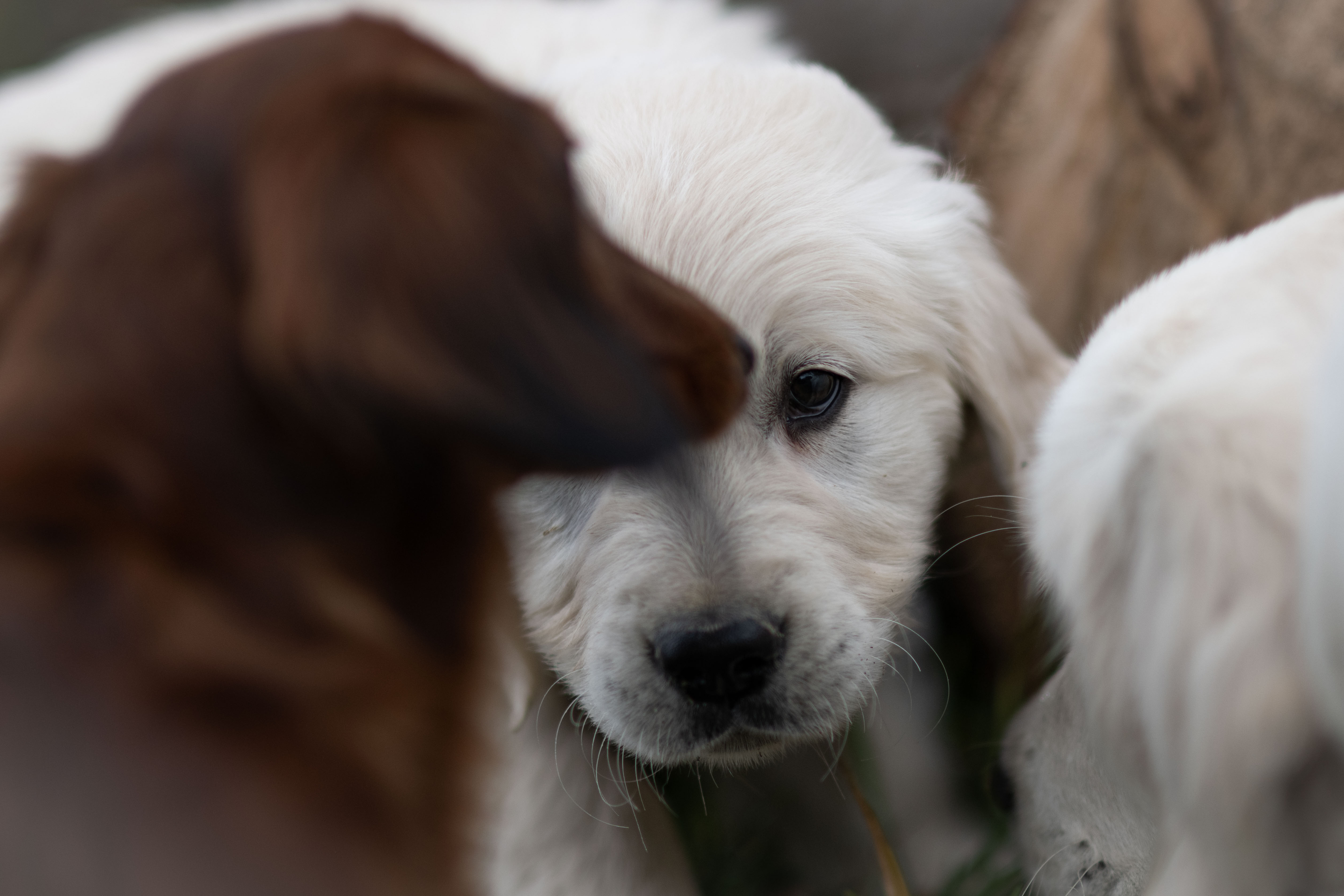 Puppies — DukeSally3 white010