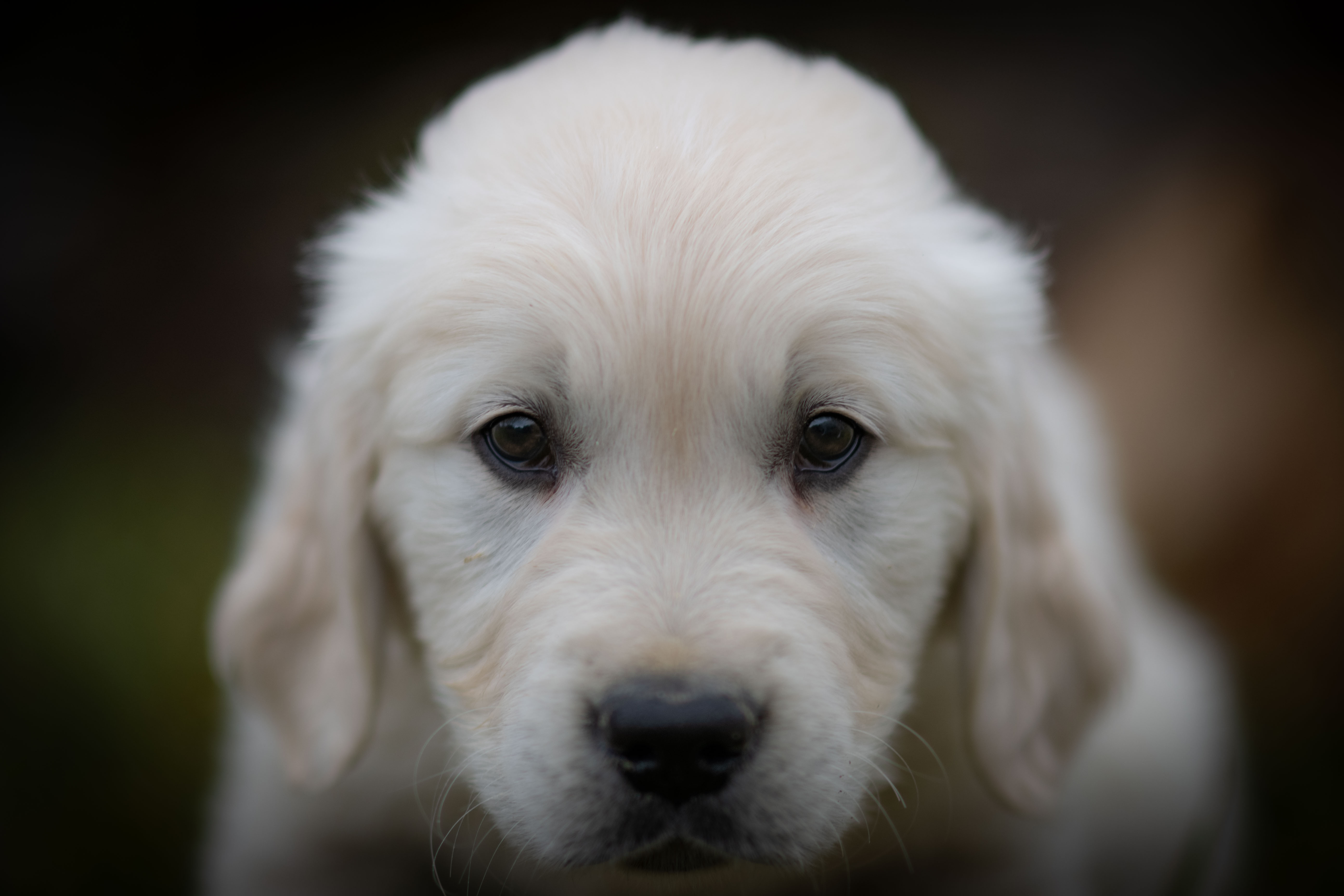 Adult Golden Retriever mentoring white puppies