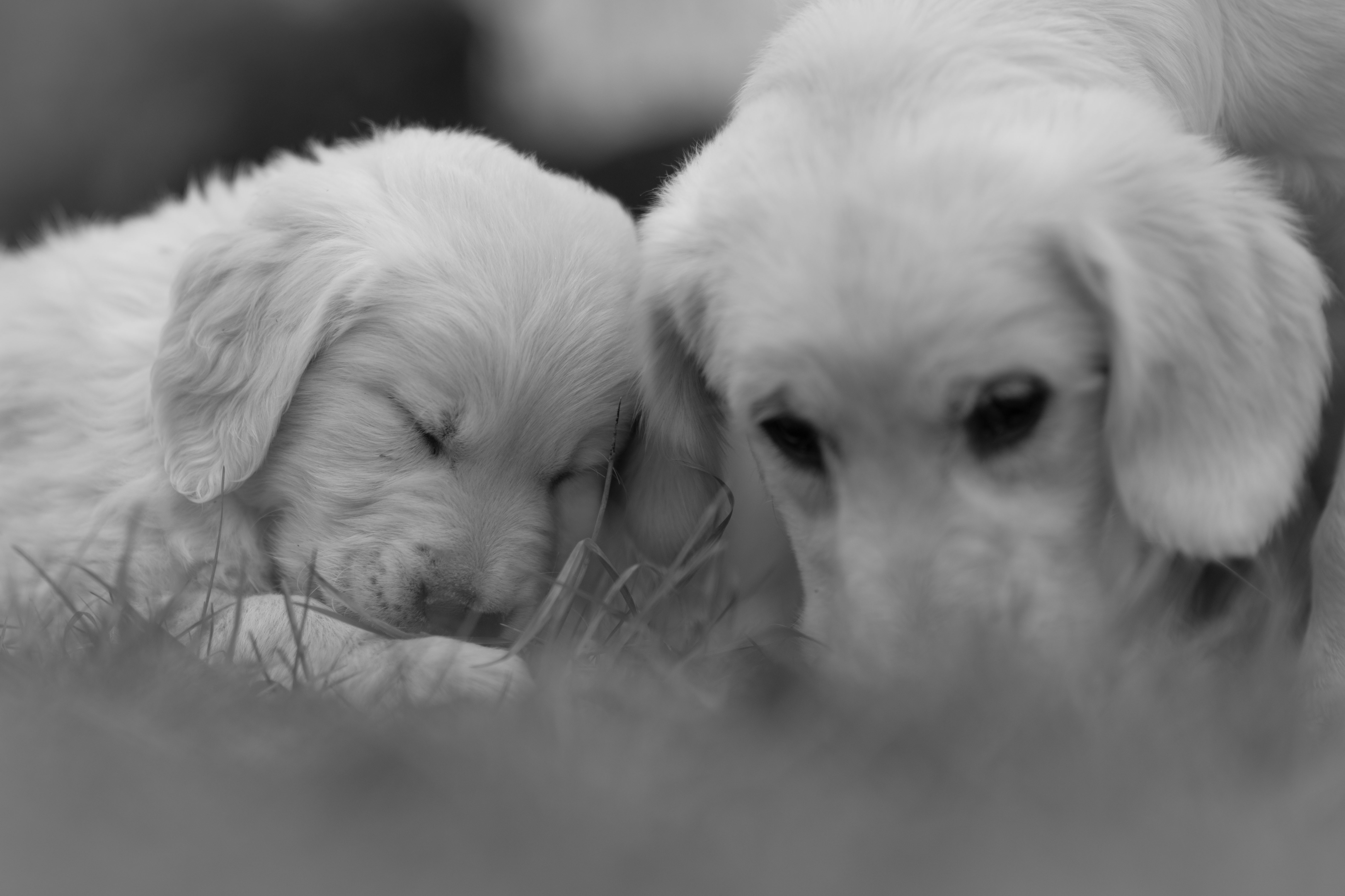 Puppies — DukeSally3 white087