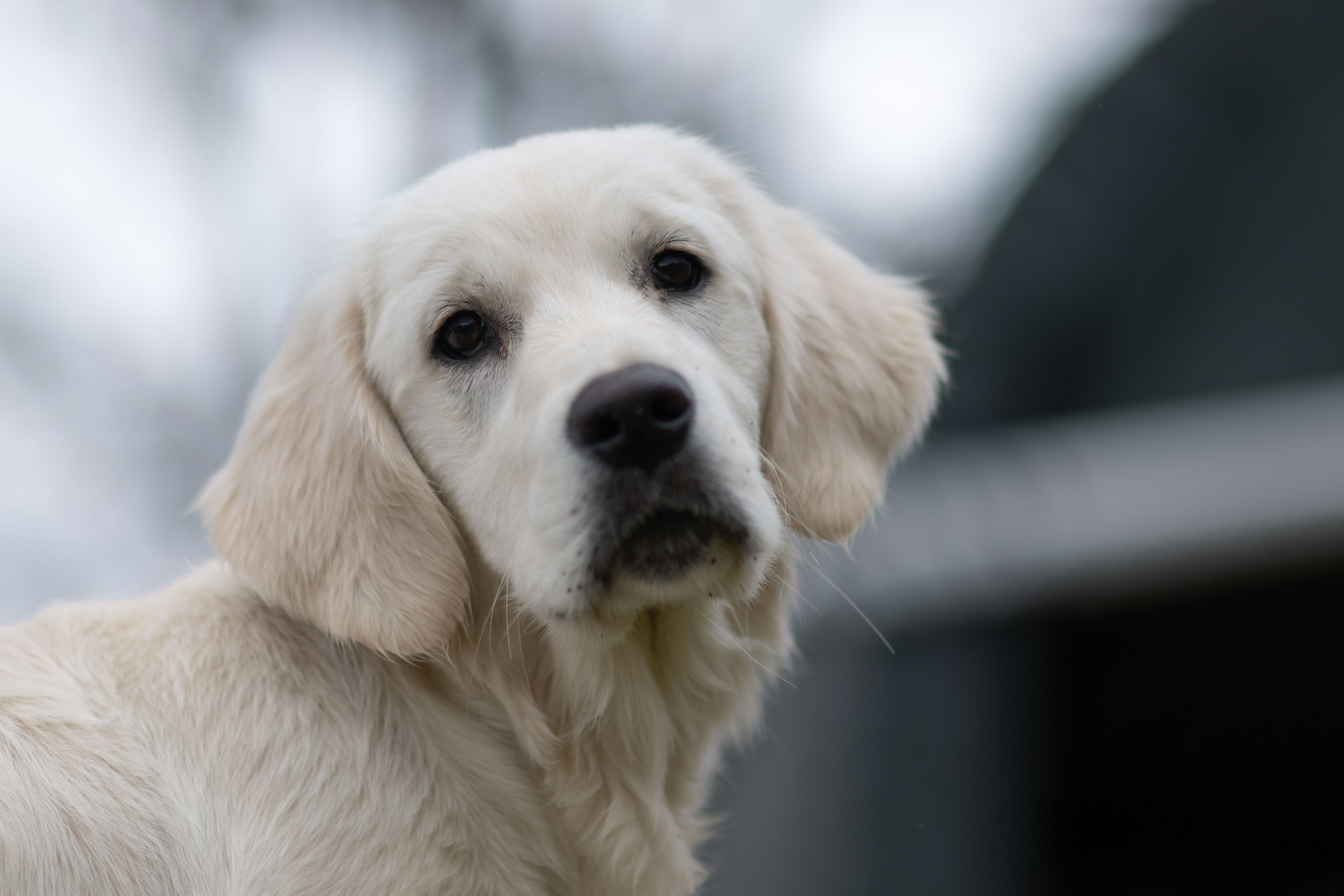 Puppies — DukeSally3 white214