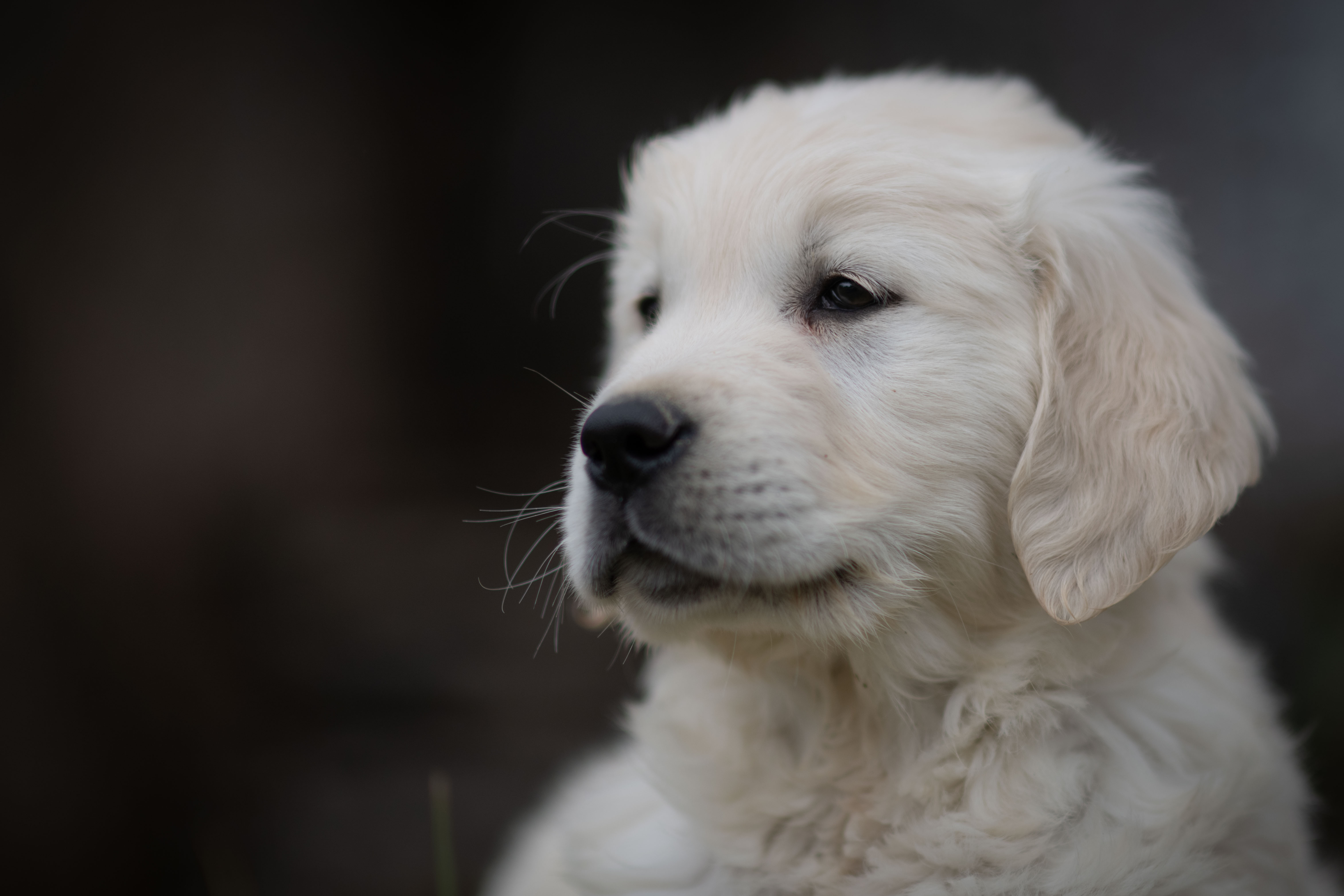 Puppies — DukeSally3 white335