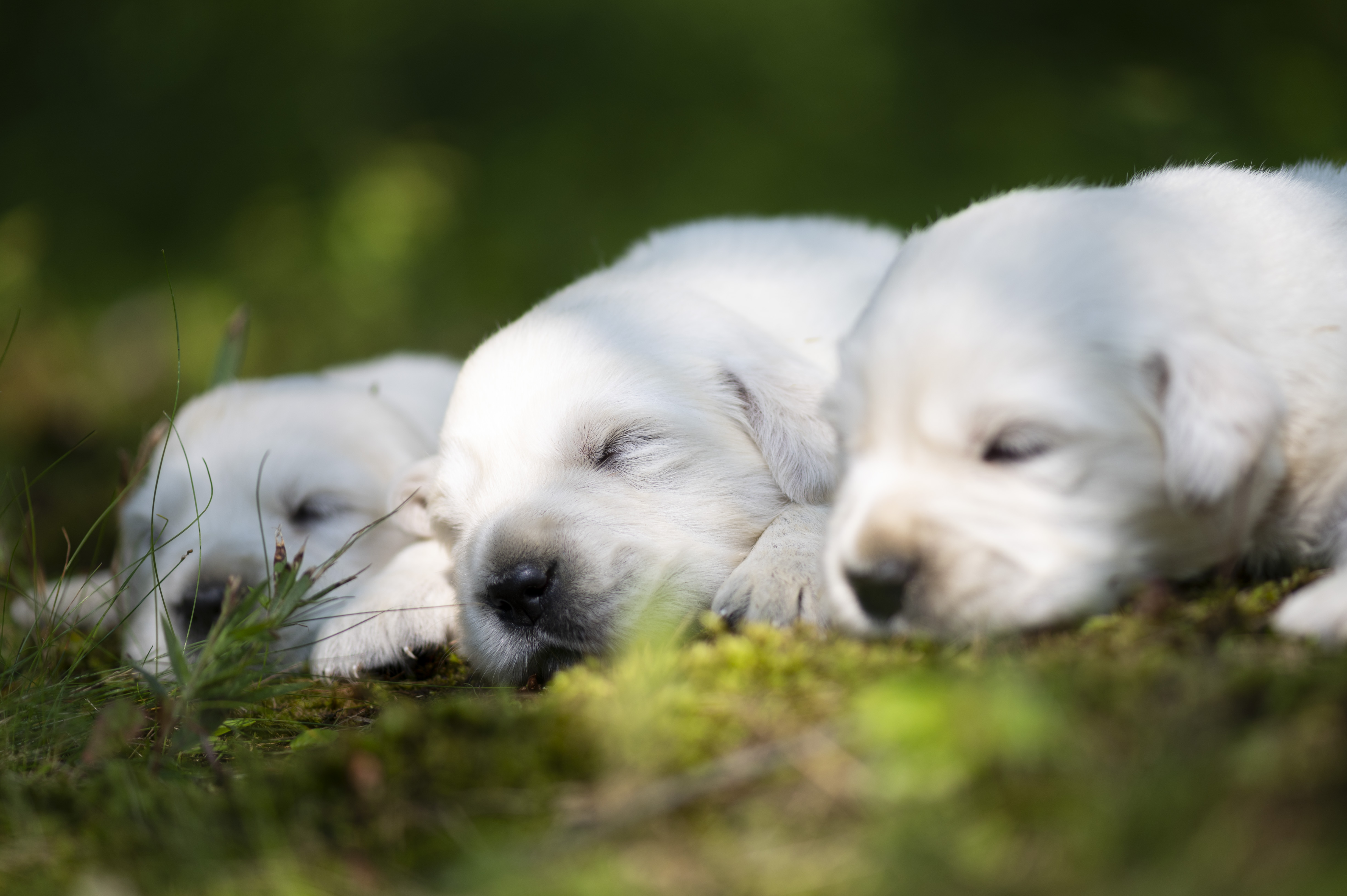 Puppies — 55