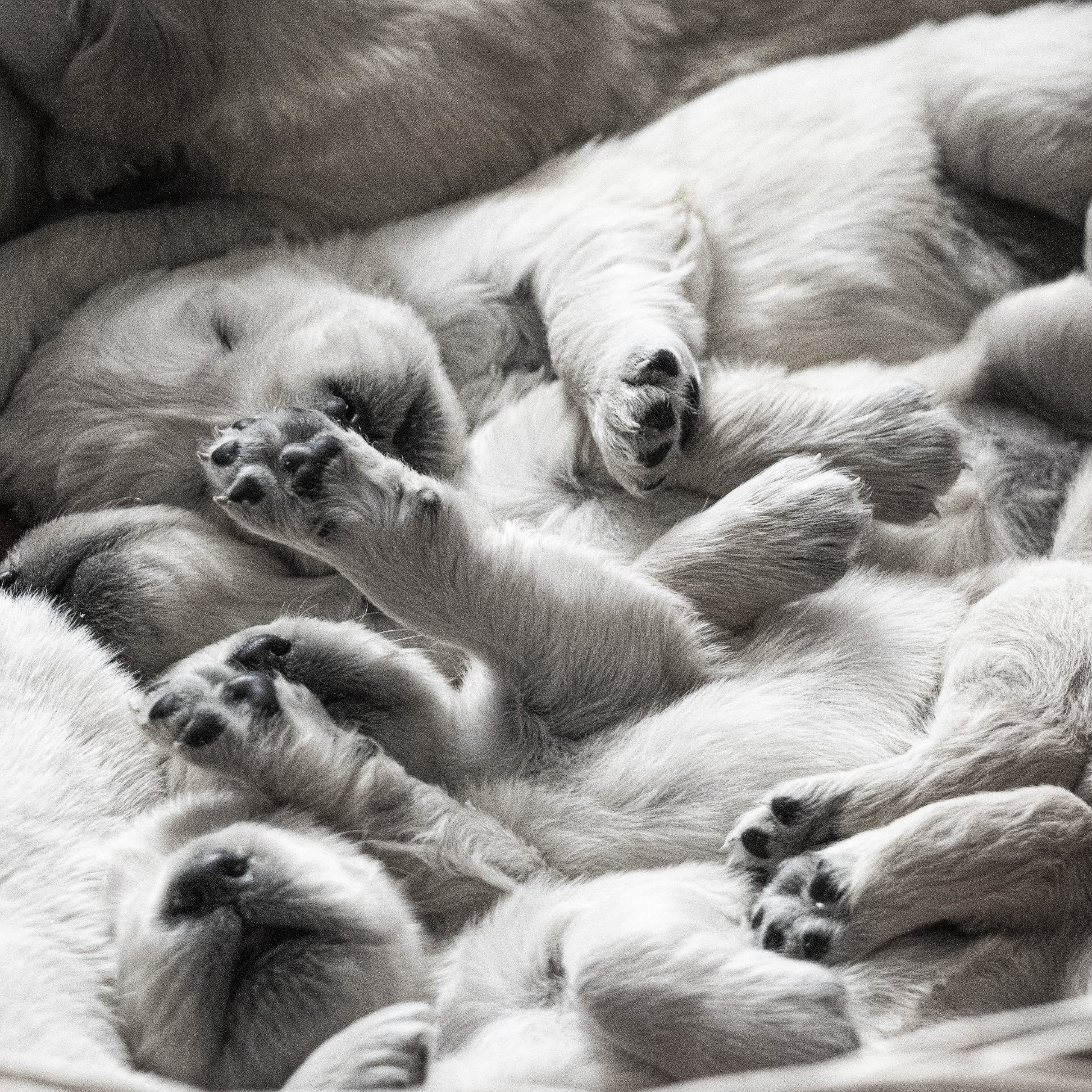 Puppies — 7ad4f8d7 4a56 4761 8f39 19bf0ca88249