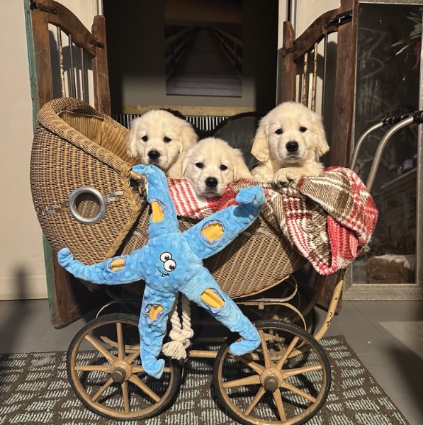 Puppies — 987ff3de fcb6 458e a9a0 51a49d4808d1