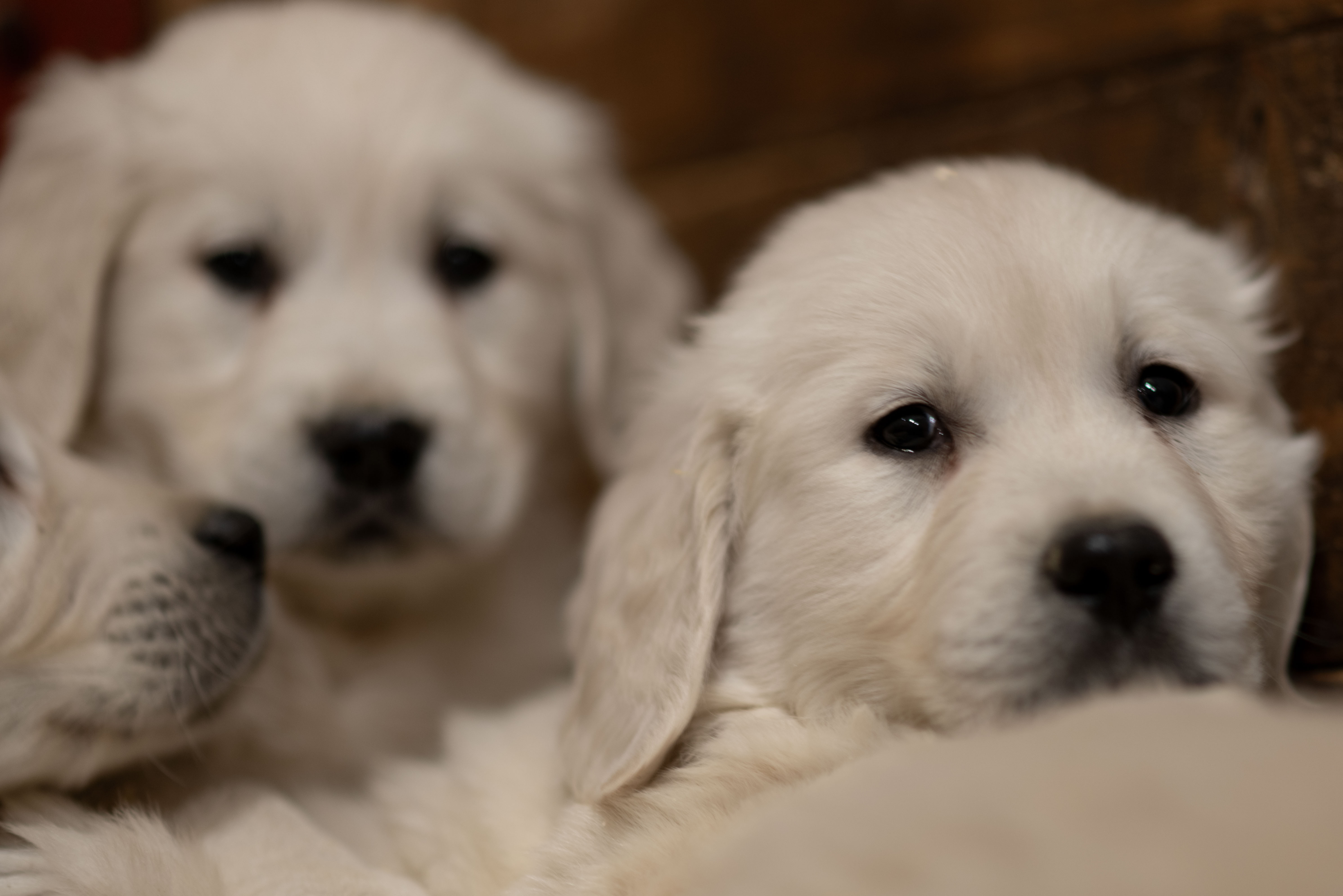 Puppies — DSC 3178