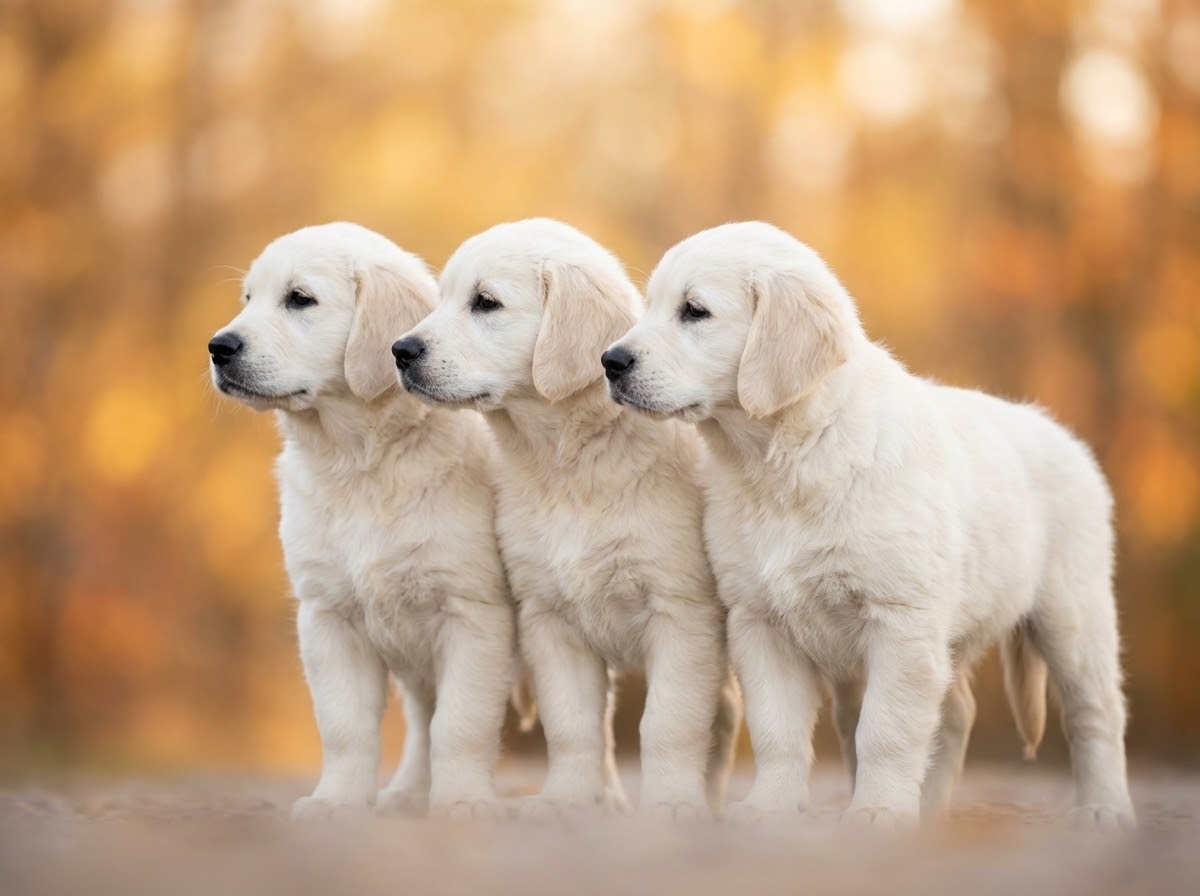 Puppies — EnglishCreamJB122dfeeff22
