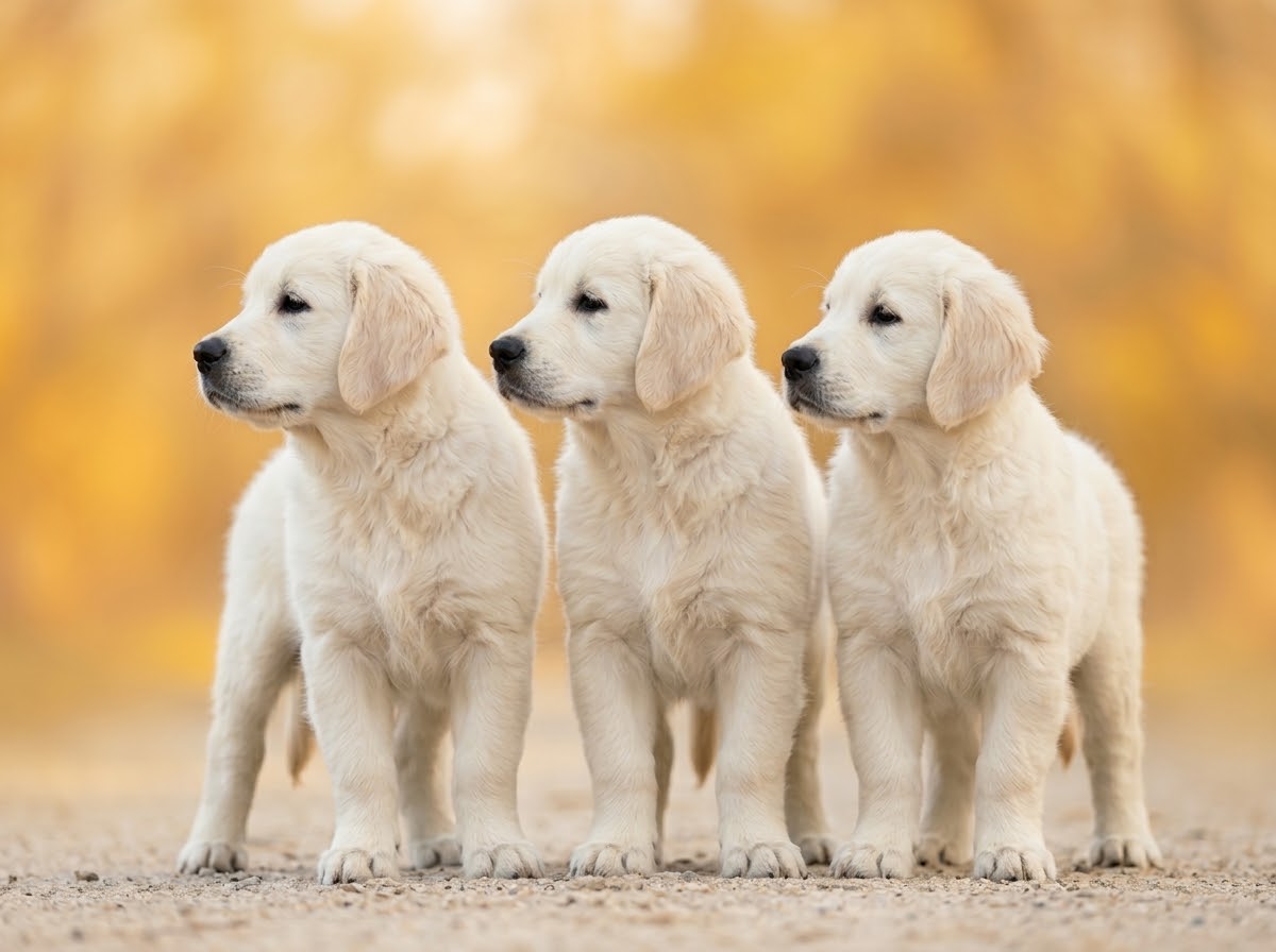 Puppies — EnglishCreamJB122dswwwd22