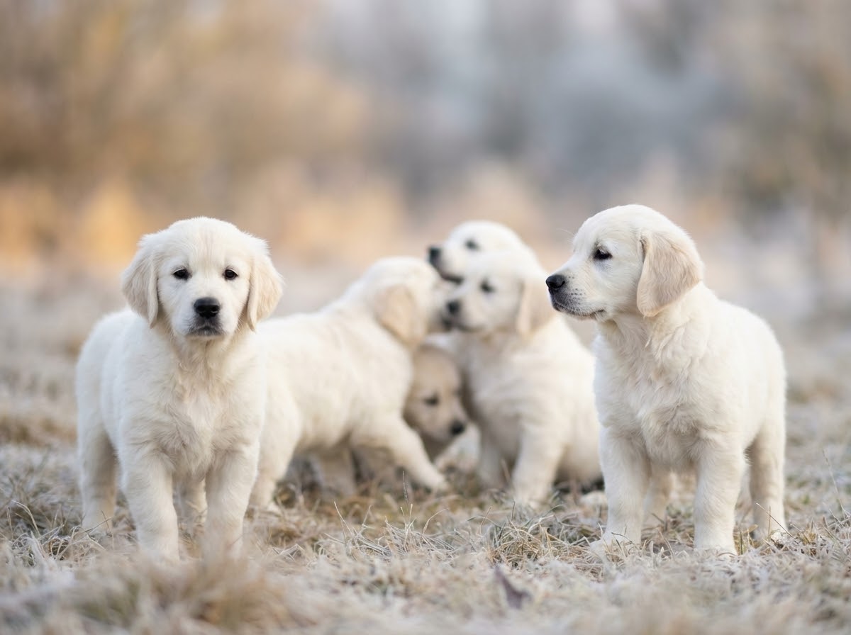 English Cream Golden Retriever puppies